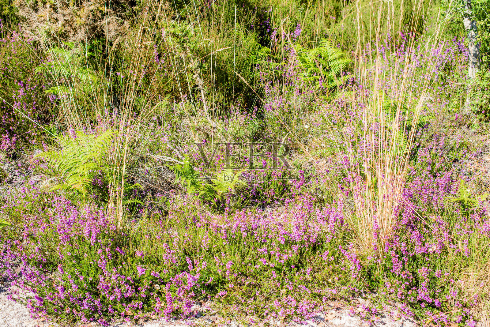 法国西南部朗德森林中的各种野生植物照片摄影图片