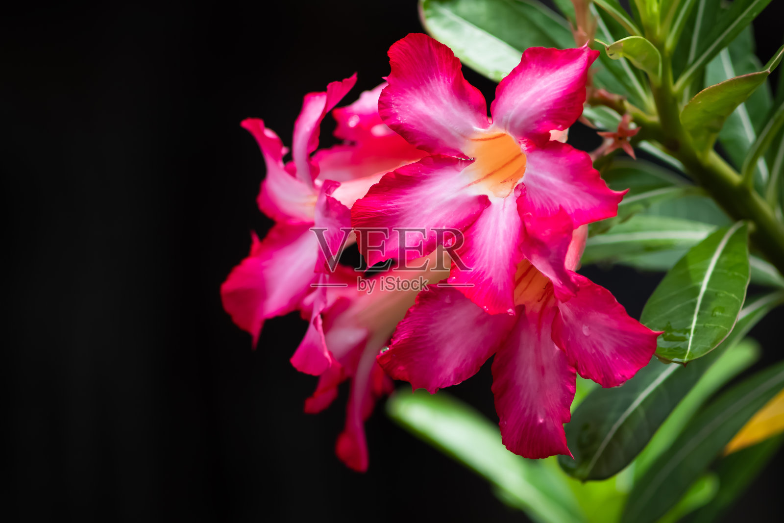 自然光线下的杜鹃花或粉色星形花照片摄影图片