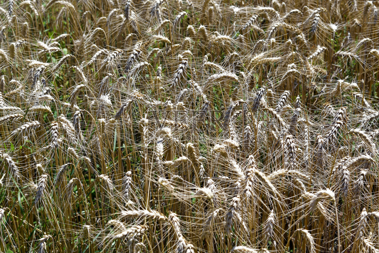 奥地利，成熟的麦田照片摄影图片