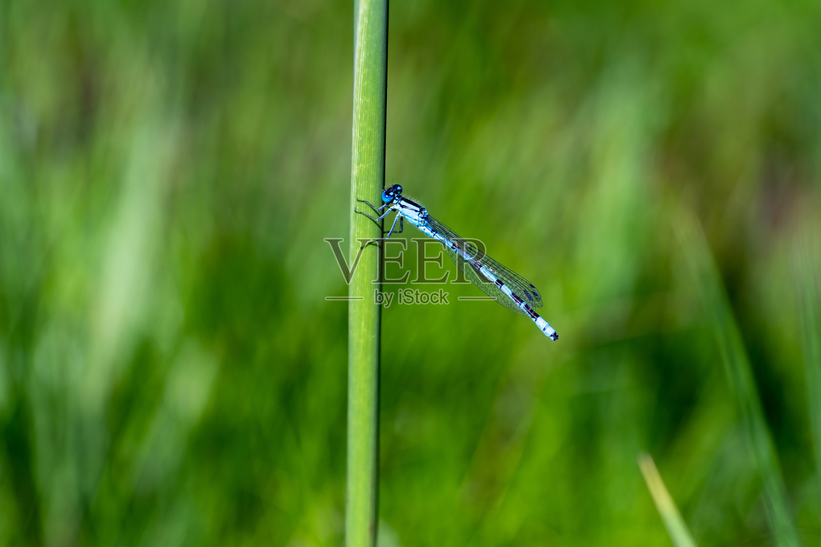 蓝蜻蜓坐在芦苇上照片摄影图片
