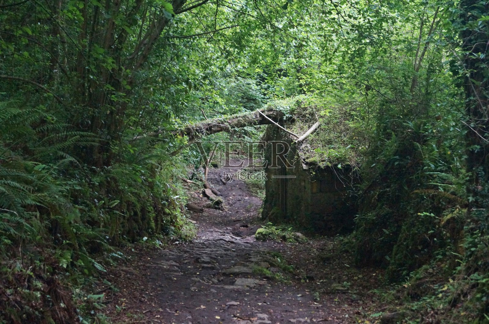 圣地亚哥卡米诺路上的一条森林小径照片摄影图片