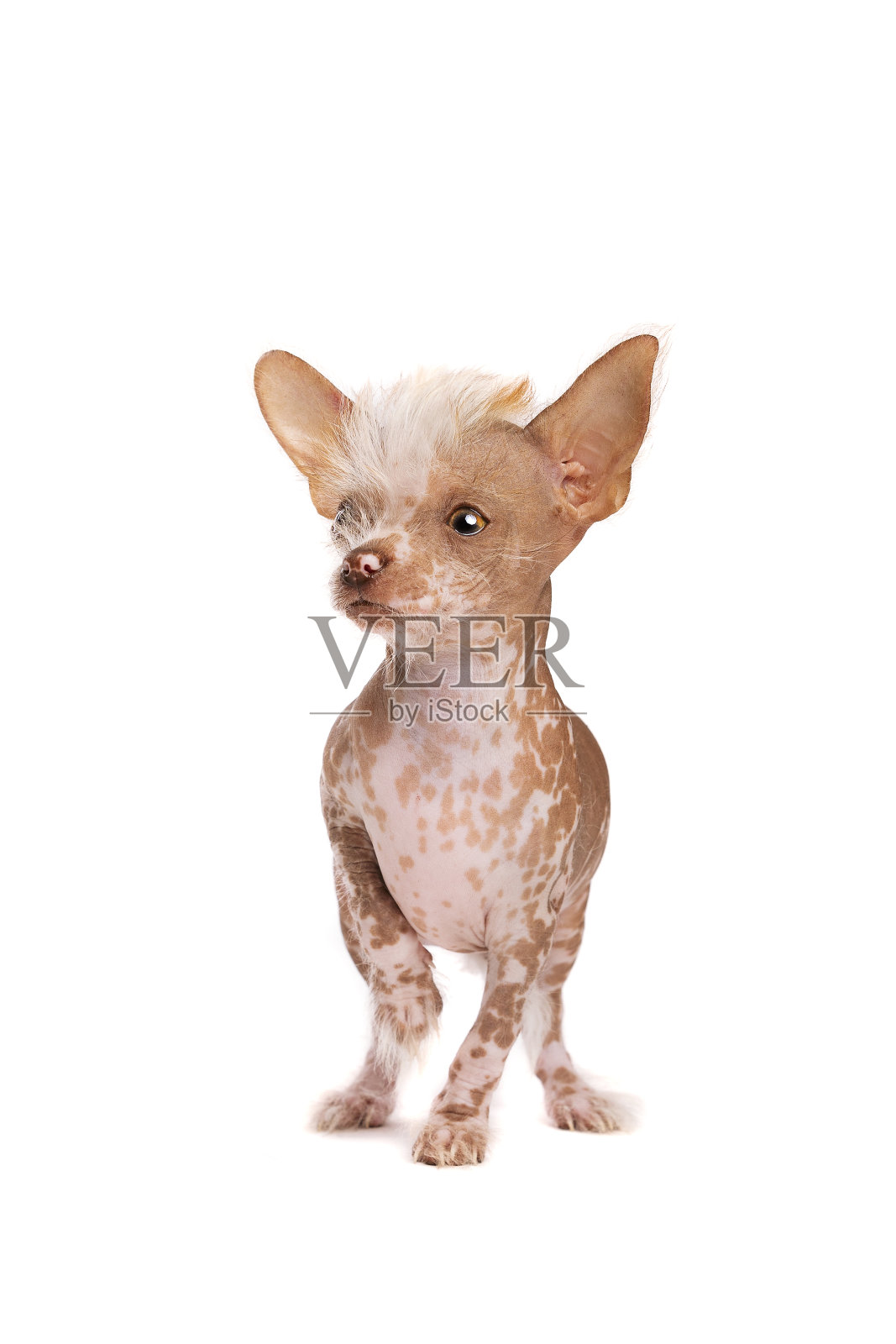 中国冠毛小狗照片摄影图片