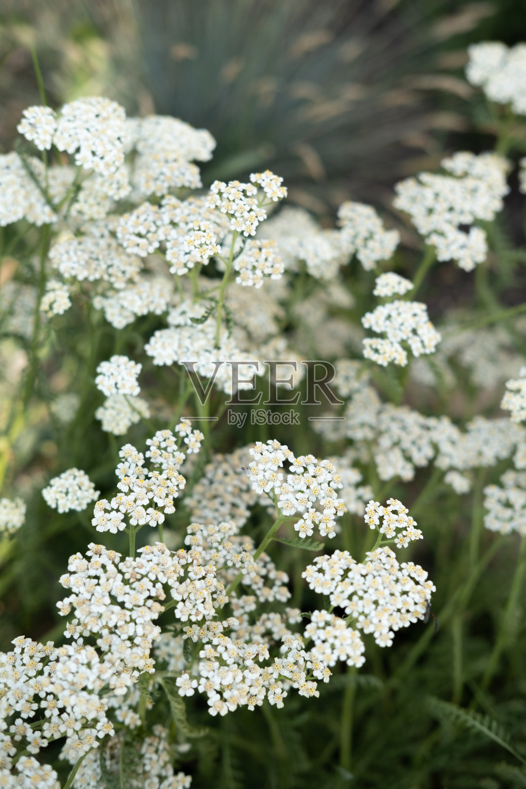 美丽模糊的散景花背景。照片摄影图片