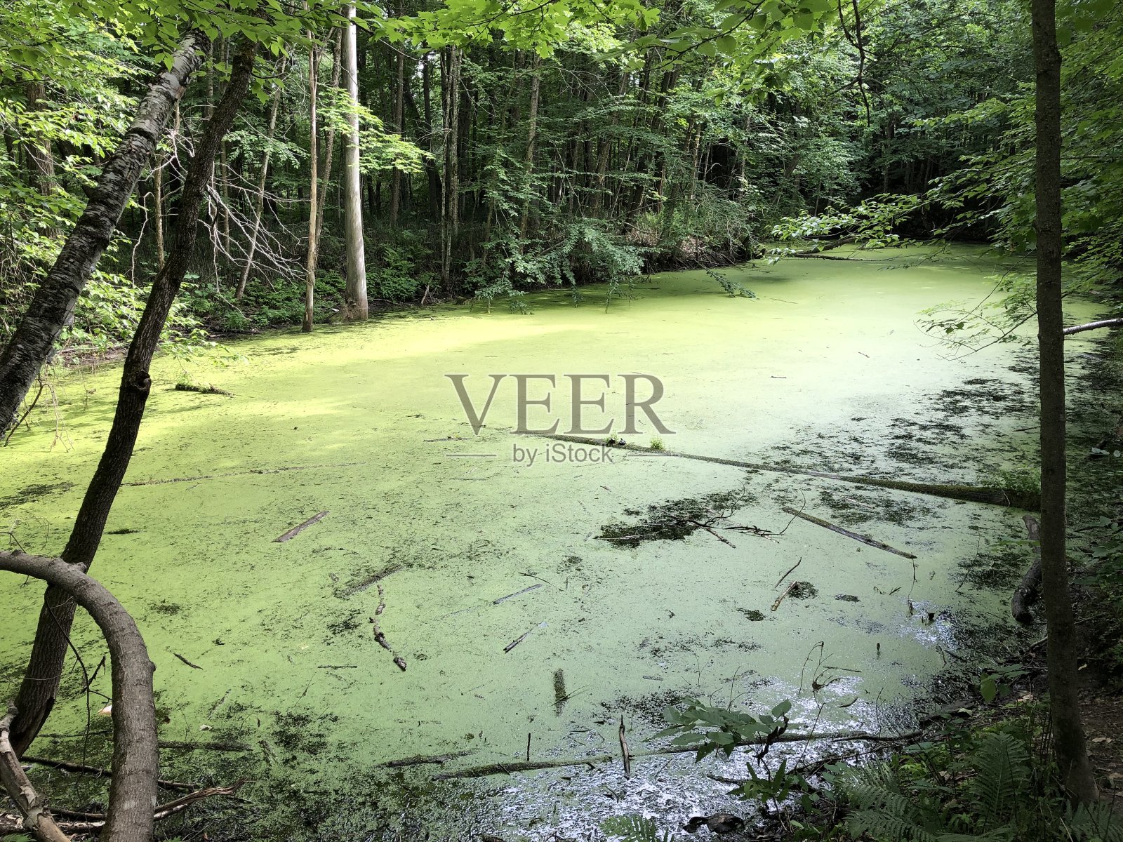 大片的绿色沼泽，小海龟横躺着照片摄影图片