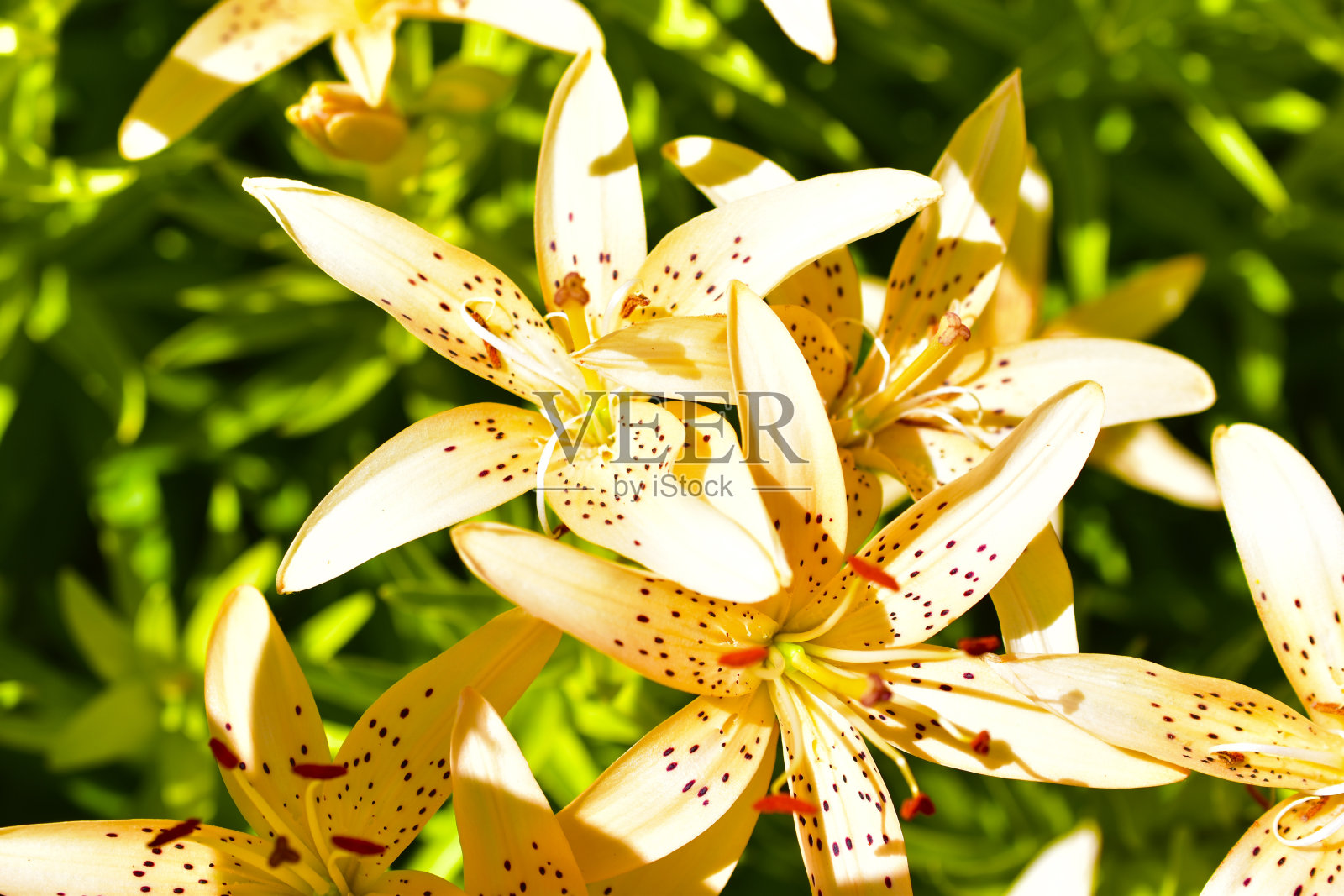 夏天，花园里开着黄色和粉色的百合花照片摄影图片