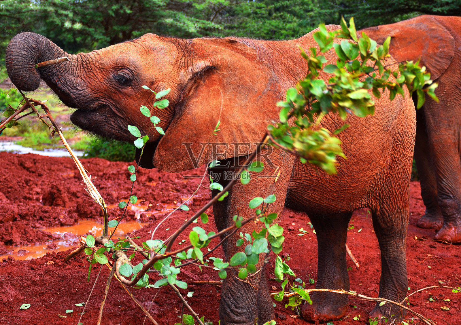 肯尼亚的马赛人照片摄影图片