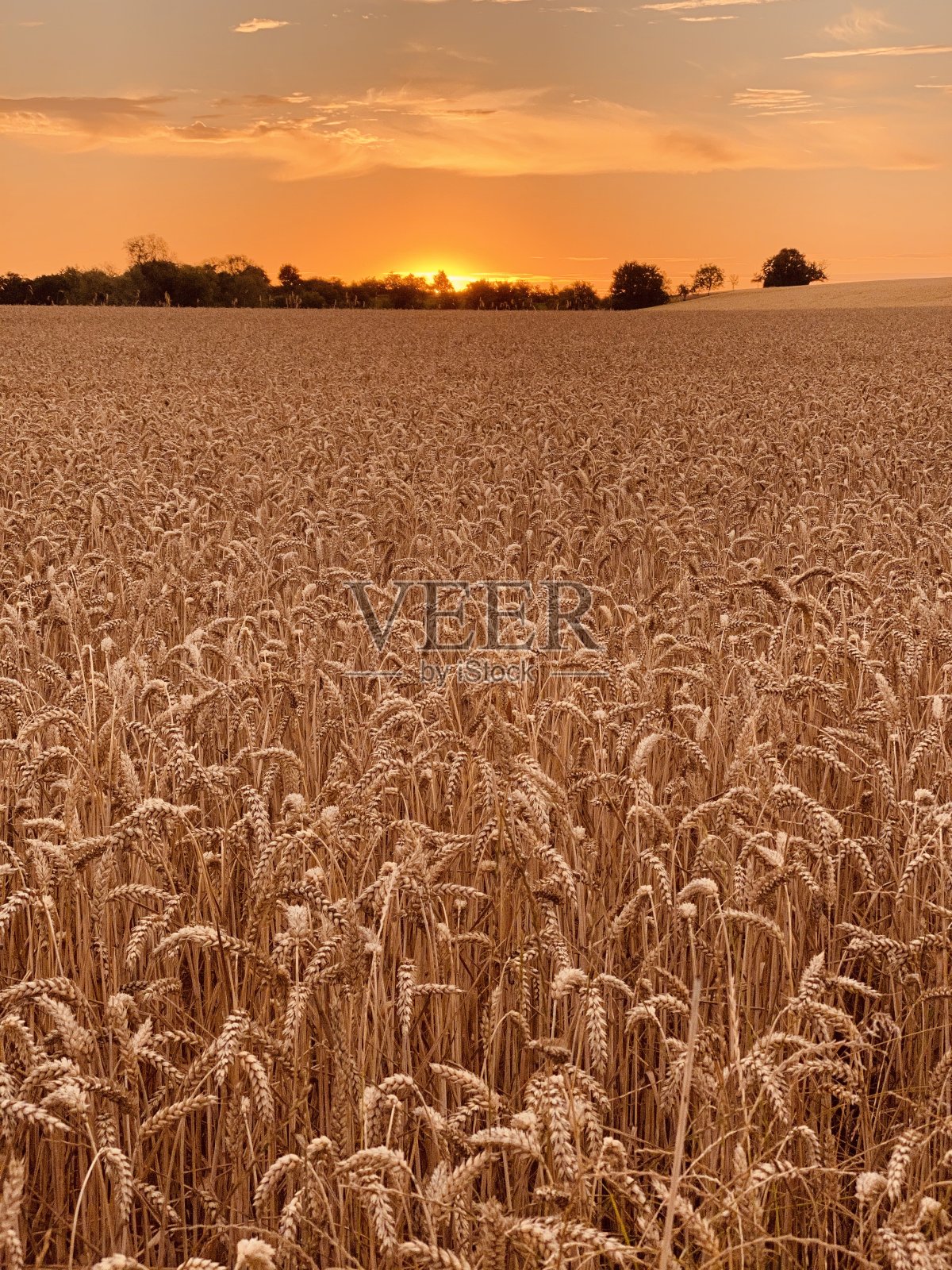 日落时分的麦田照片摄影图片