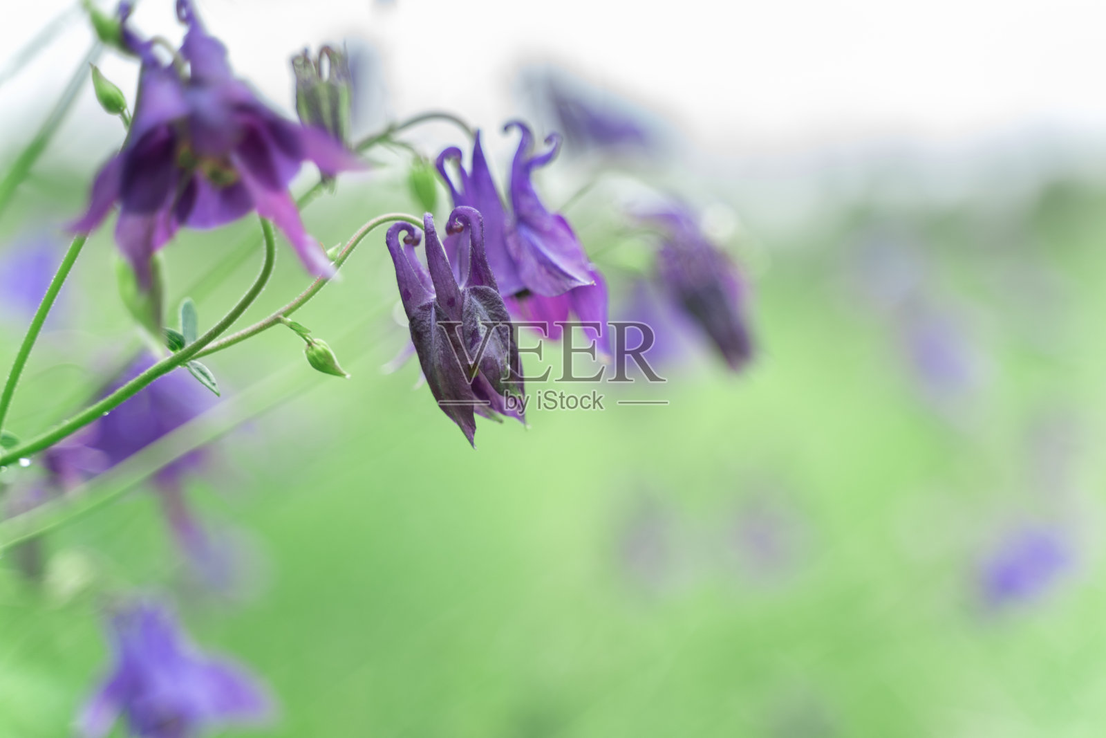 紫色的花铃铛模糊的背景照片摄影图片