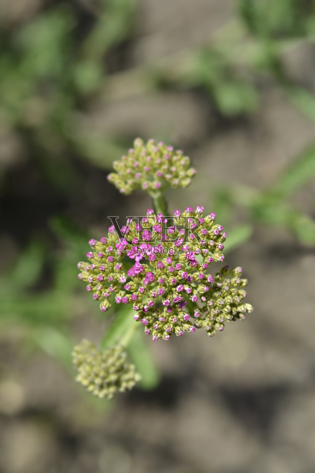夏天彩笔蓍草照片摄影图片