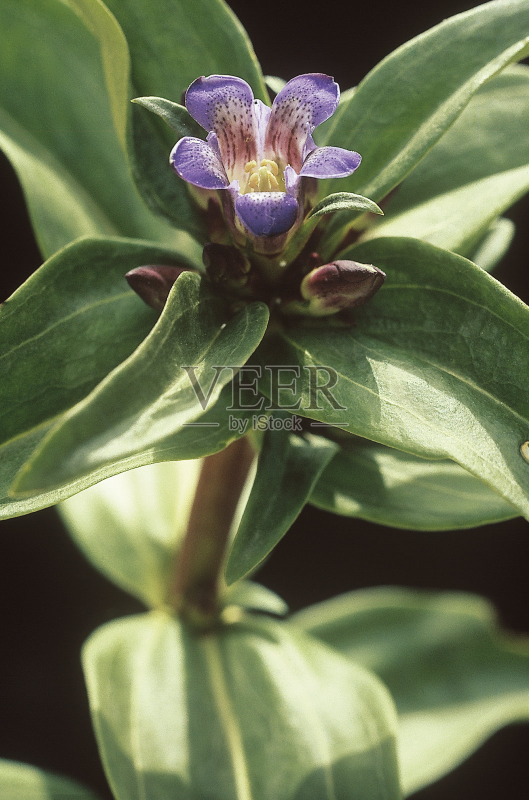 龙胆照片摄影图片