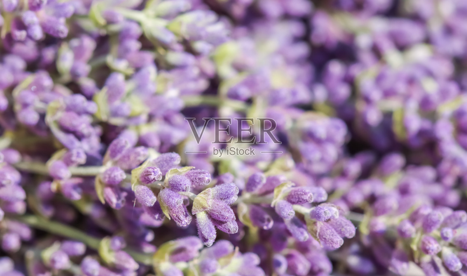 抽象花卉背景，紫色薰衣草花。宏图花卉背景假日品牌设计照片摄影图片