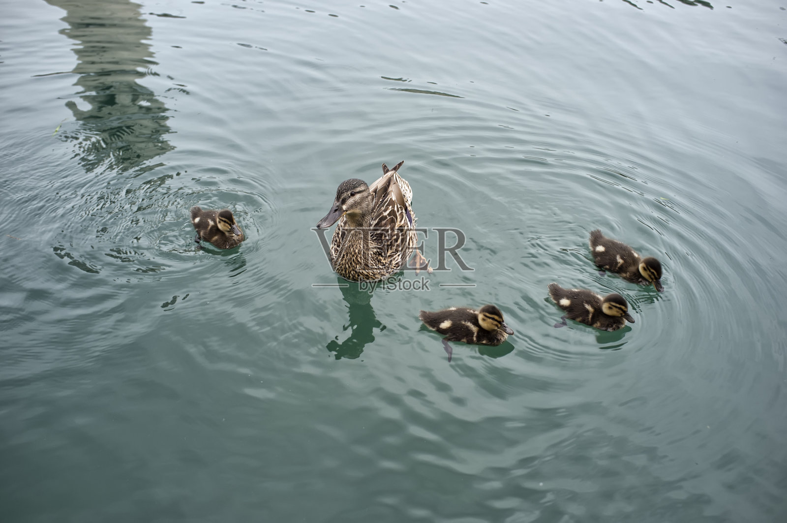小鸭子和妈妈在池塘里照片摄影图片