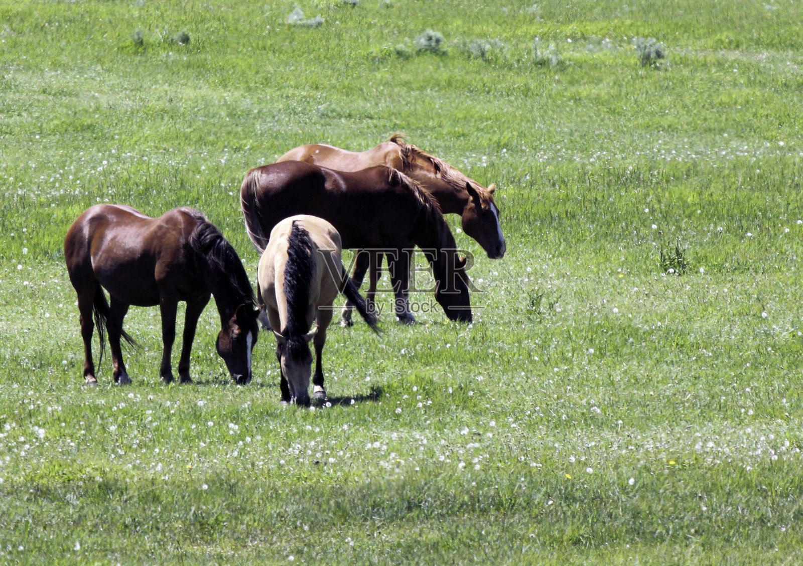 野马照片摄影图片