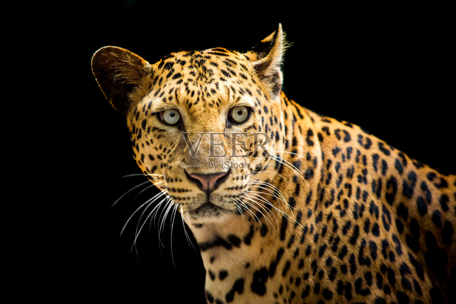 豹子在黑色背景上看起来很漂亮。照片摄影图片