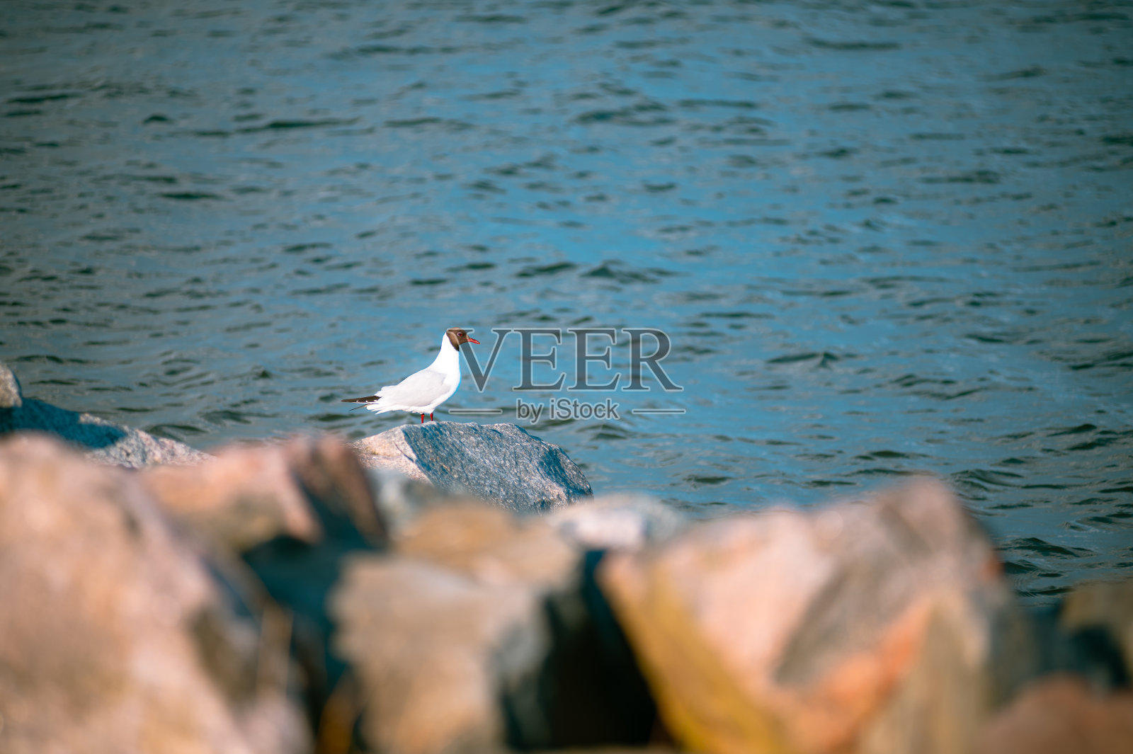 一只孤零零的海鸥站在岸边的一块岩石上。照片摄影图片