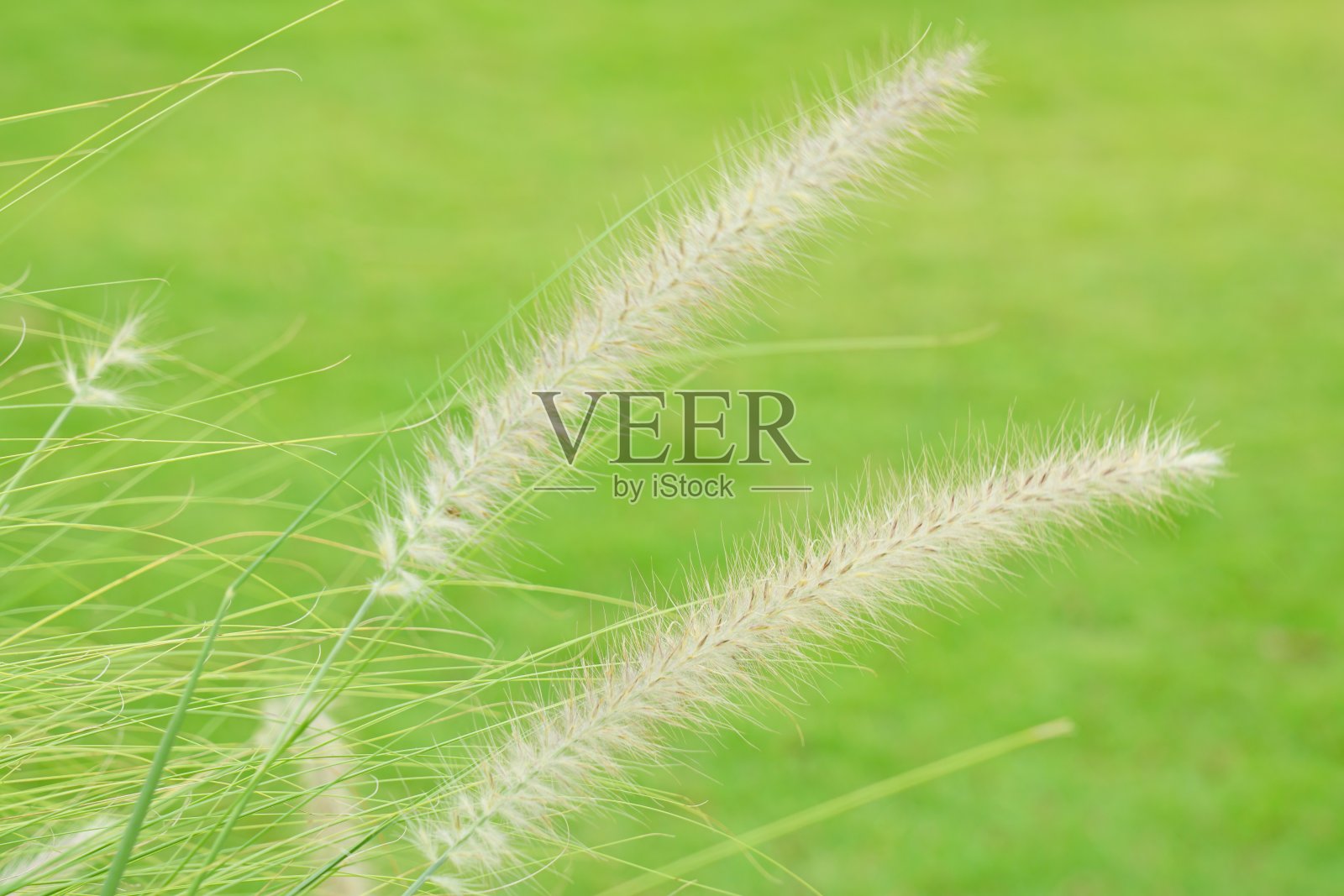 长草随风飘动照片摄影图片