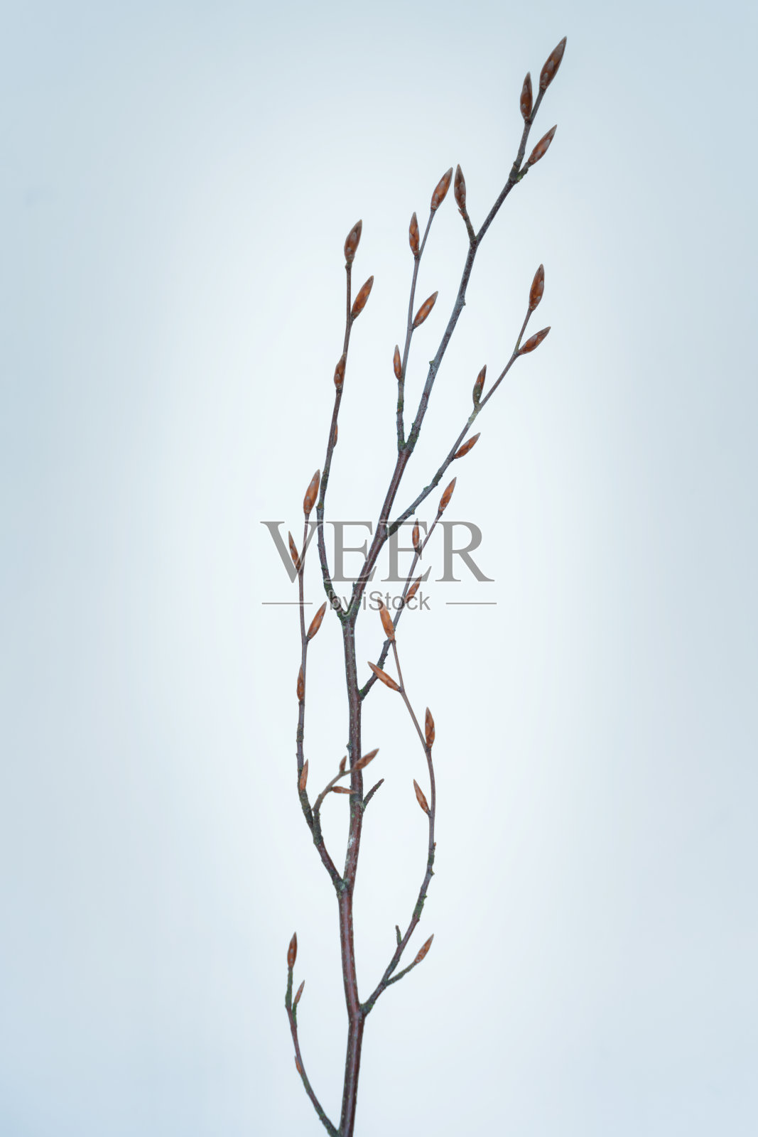 树枝的肖像照片摄影图片