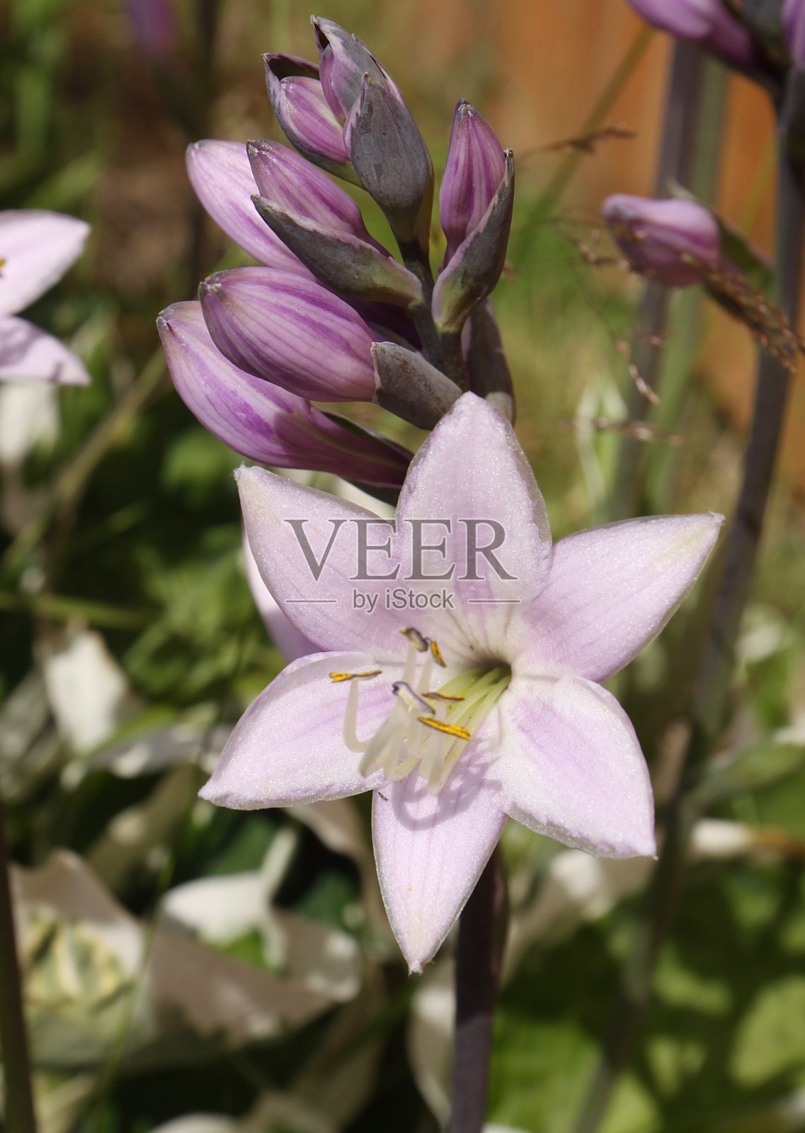 直到盛开照片摄影图片