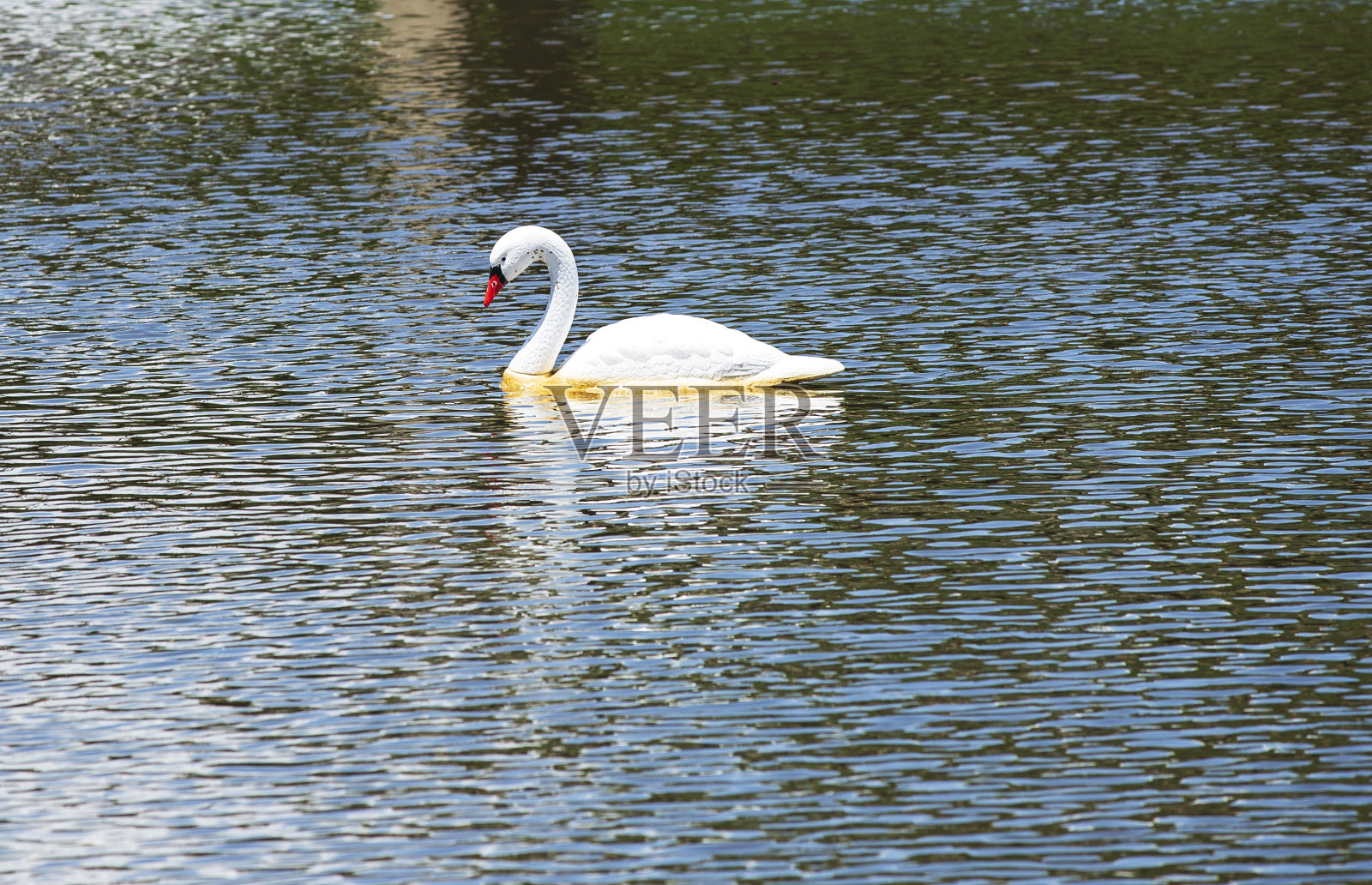 天鹅照片摄影图片