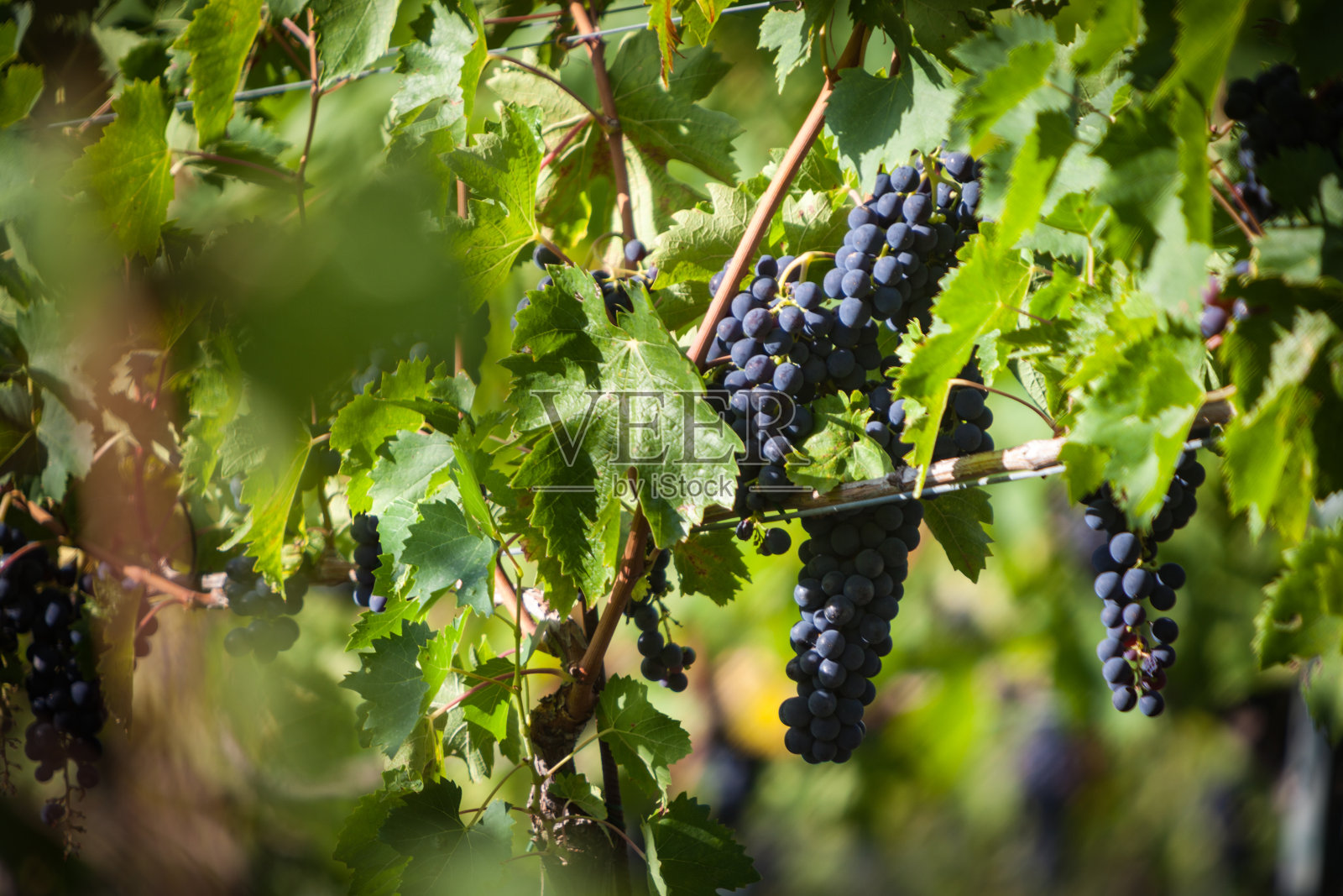葡萄园里红葡萄的细节照片摄影图片