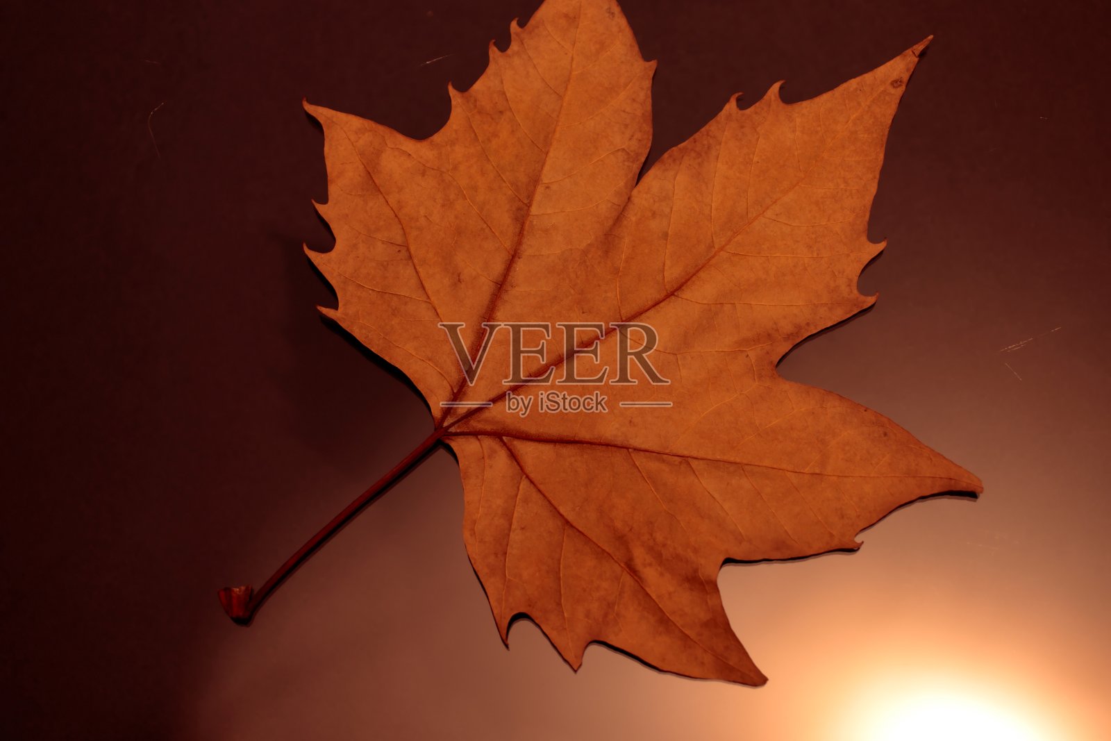 干燥的枫叶，排列在一个有光泽的表面，与散焦的棕色背景。照片摄影图片