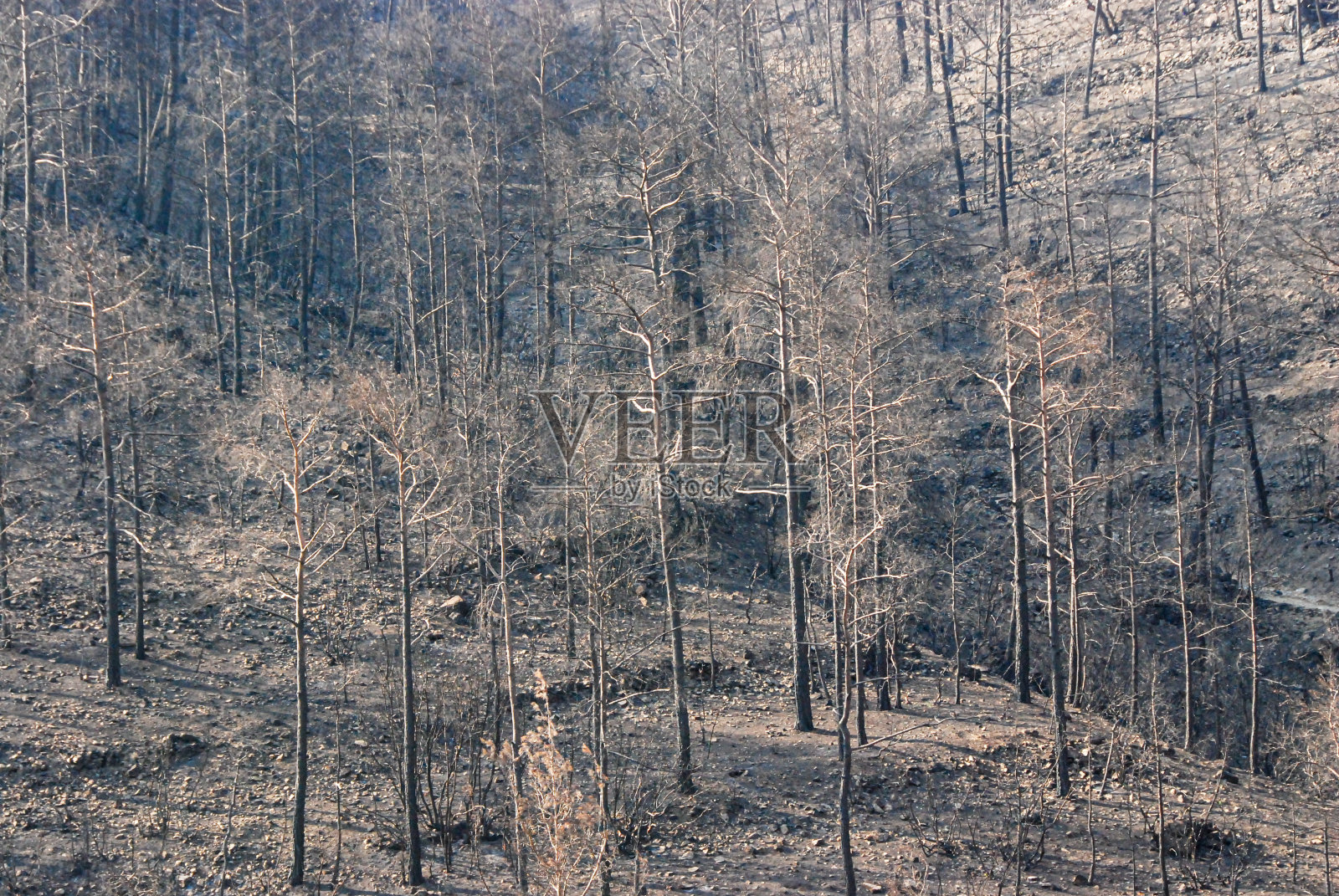 一场森林大火后，树木烧毁了森林照片摄影图片
