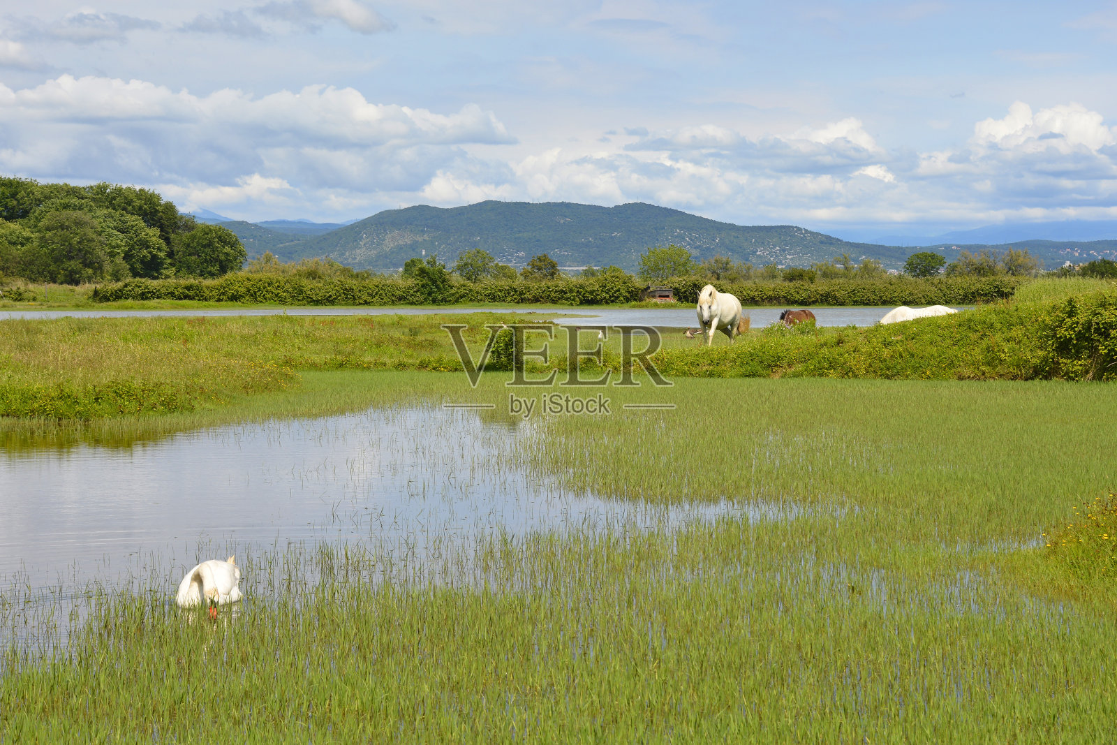 意大利湿地中的野马和天鹅照片摄影图片