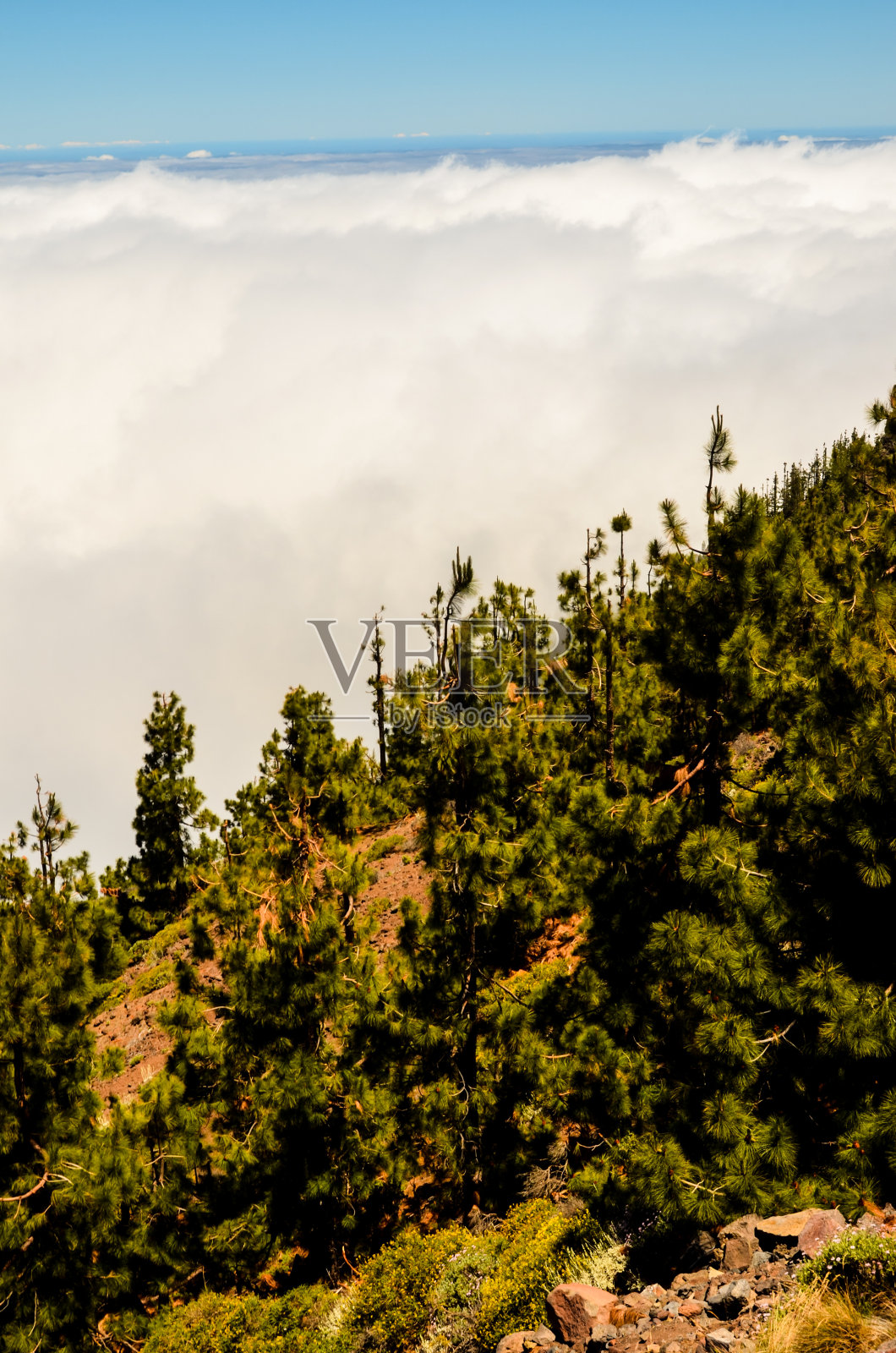 松果林上空的高云照片摄影图片
