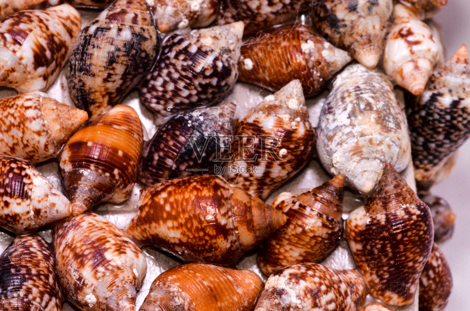 海贝壳的背景照片摄影图片