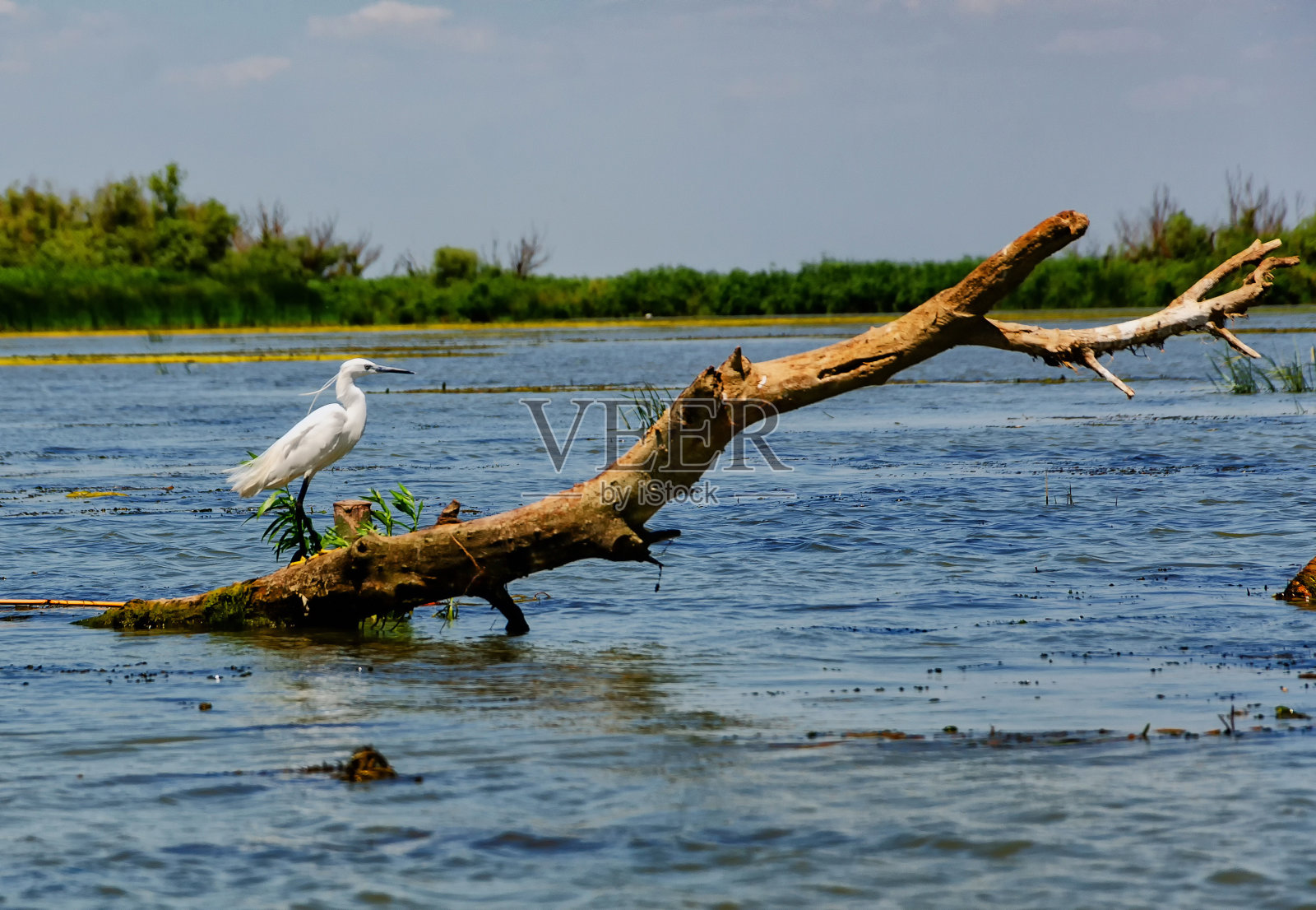 多瑙河上的小白鹭照片摄影图片