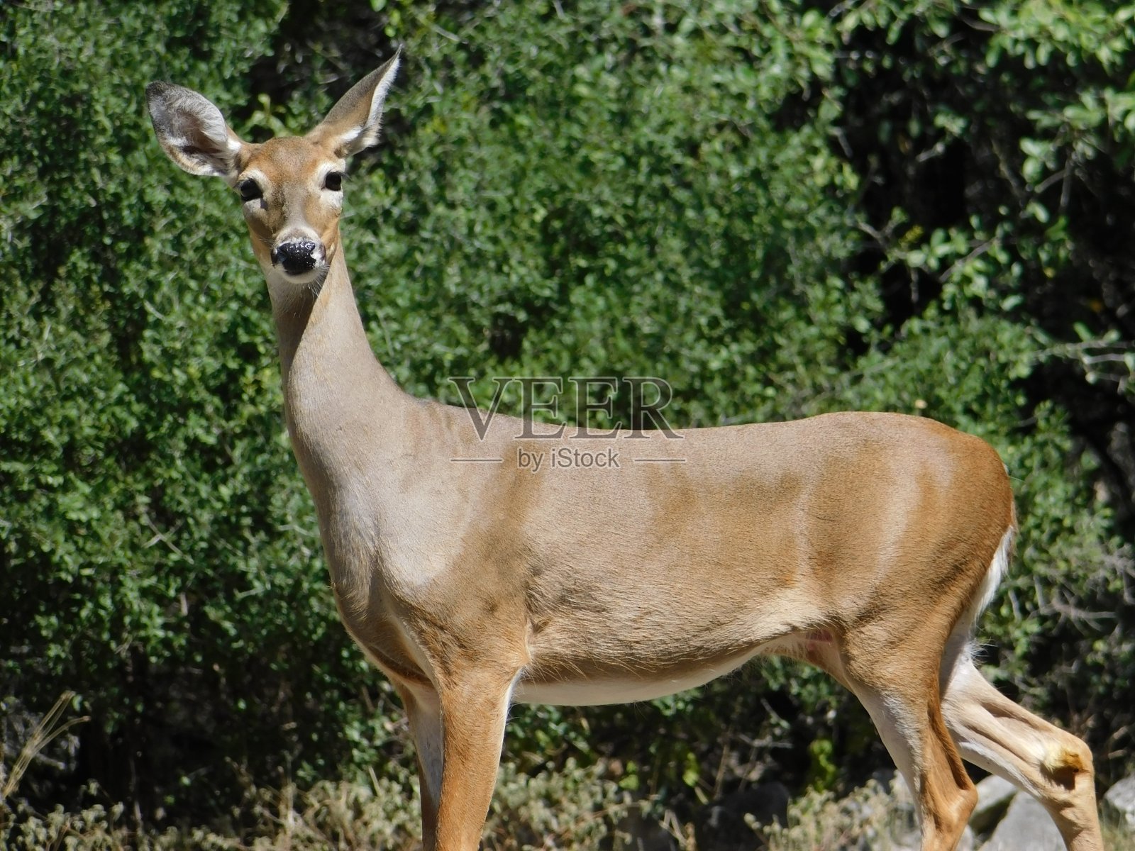做照片摄影图片