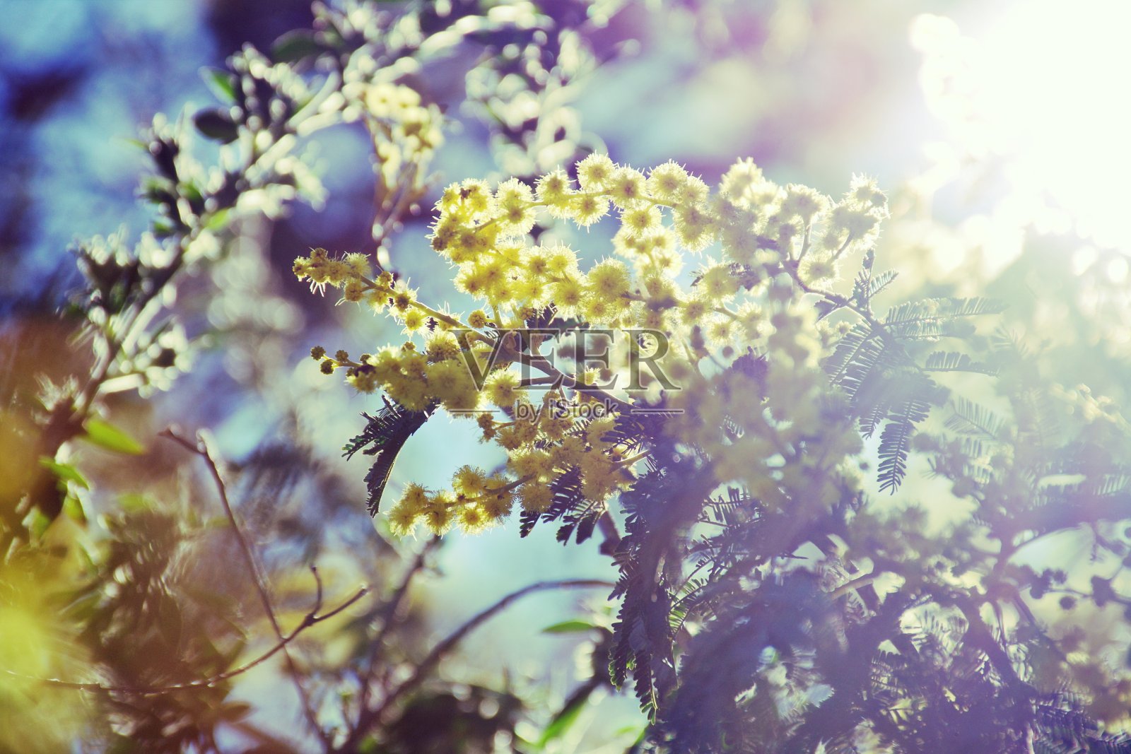 金合欢在软焦点照片摄影图片