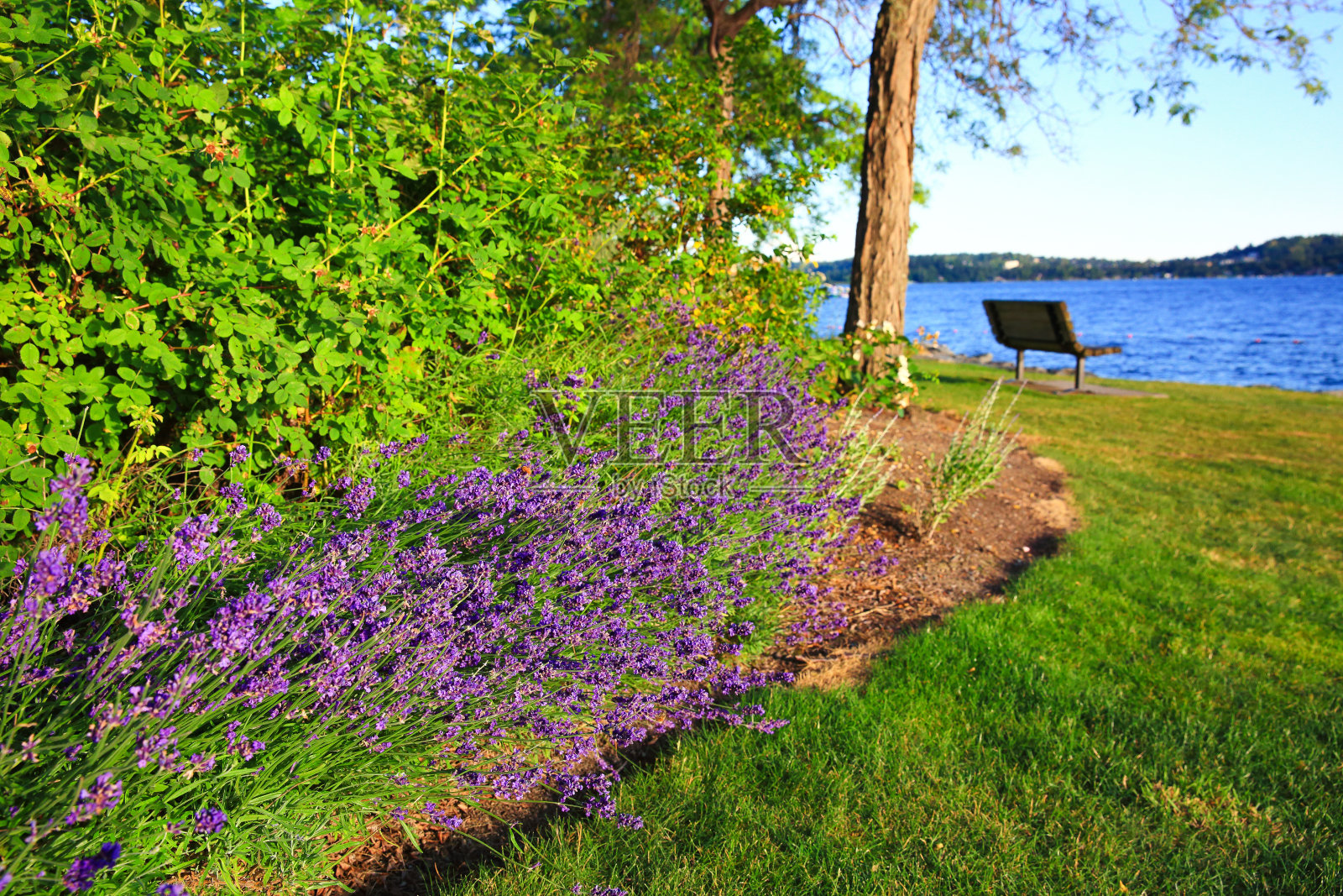 夏天在华盛顿的贝尔维尤照片摄影图片