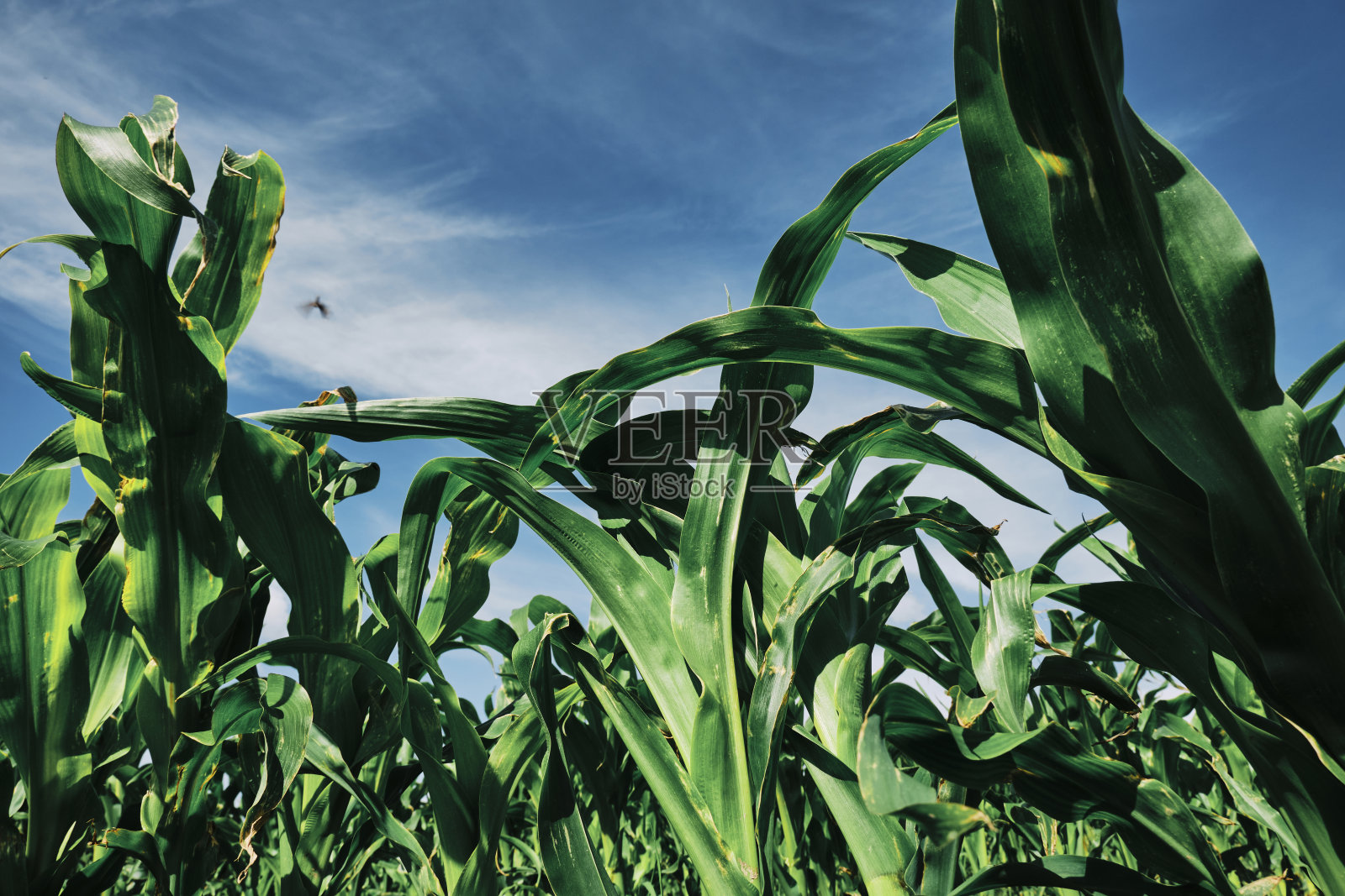 庄稼的玉米在蓝天的映衬下以一种模糊的飞动乱伦。照片摄影图片