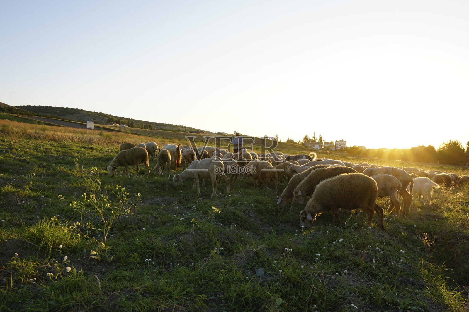 日落时分绿色田野上的绵羊照片摄影图片