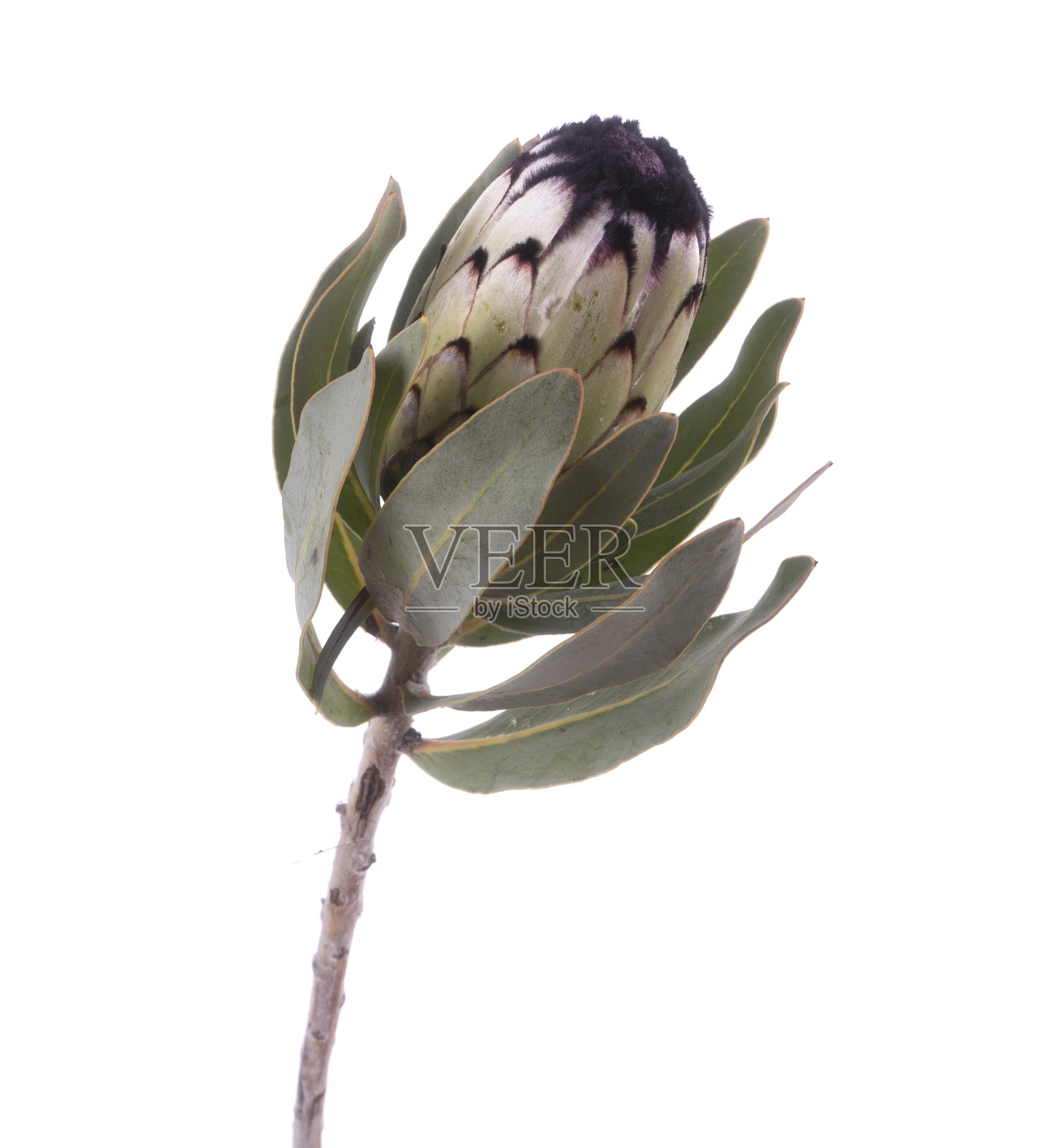 美丽的奇异的protea花孤立照片摄影图片