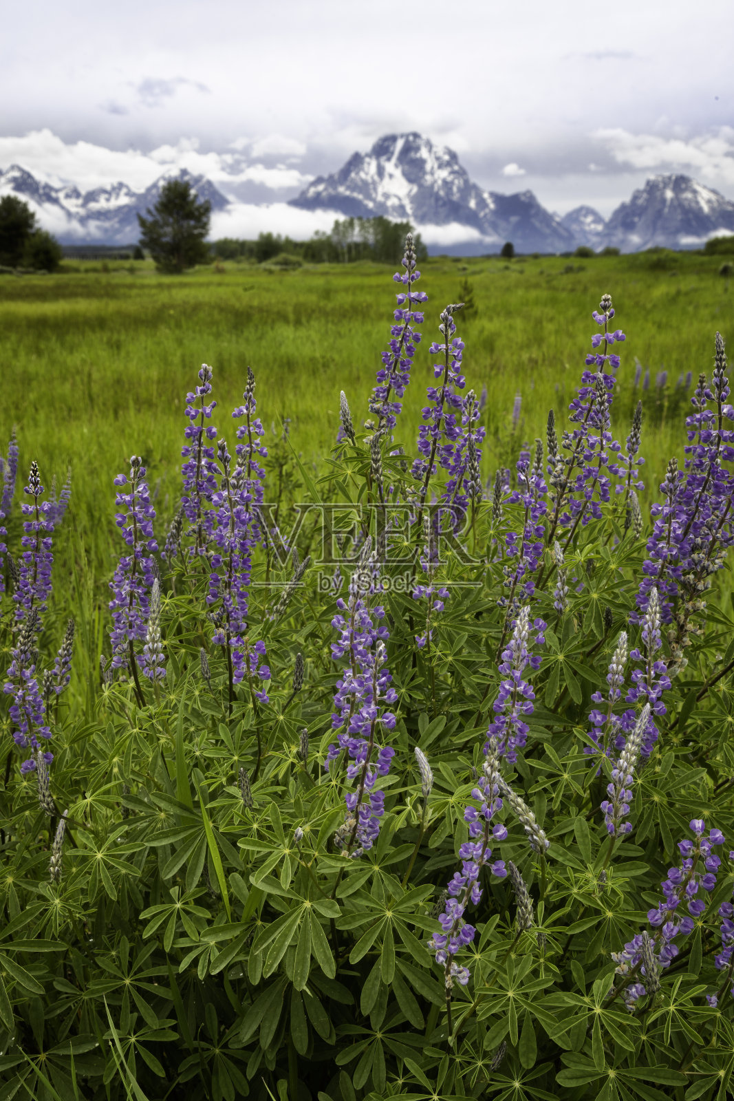 大提顿国家公园草地上的野花照片摄影图片