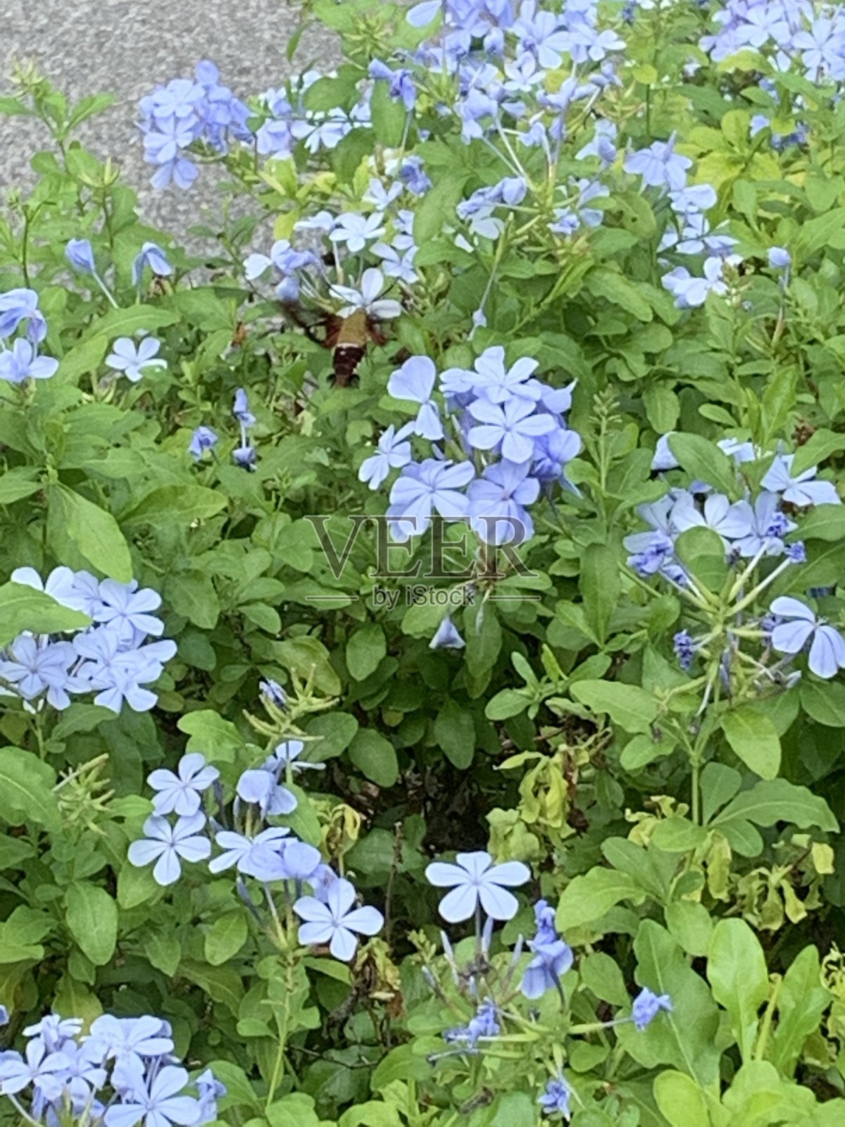 雀鸟蛾照片摄影图片