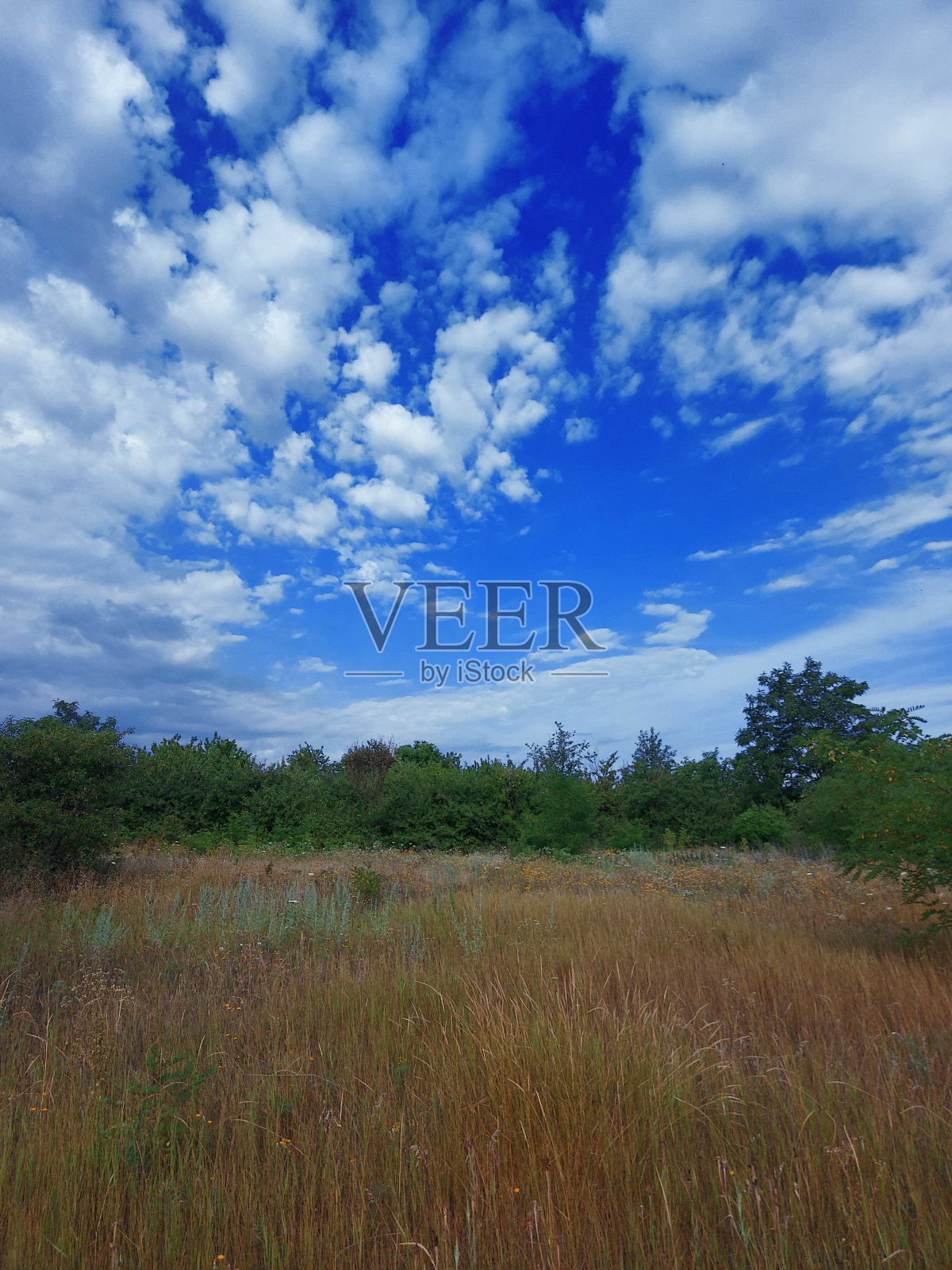 美丽的风景，绿色的草，树木和晴朗的蓝天和白云。照片摄影图片