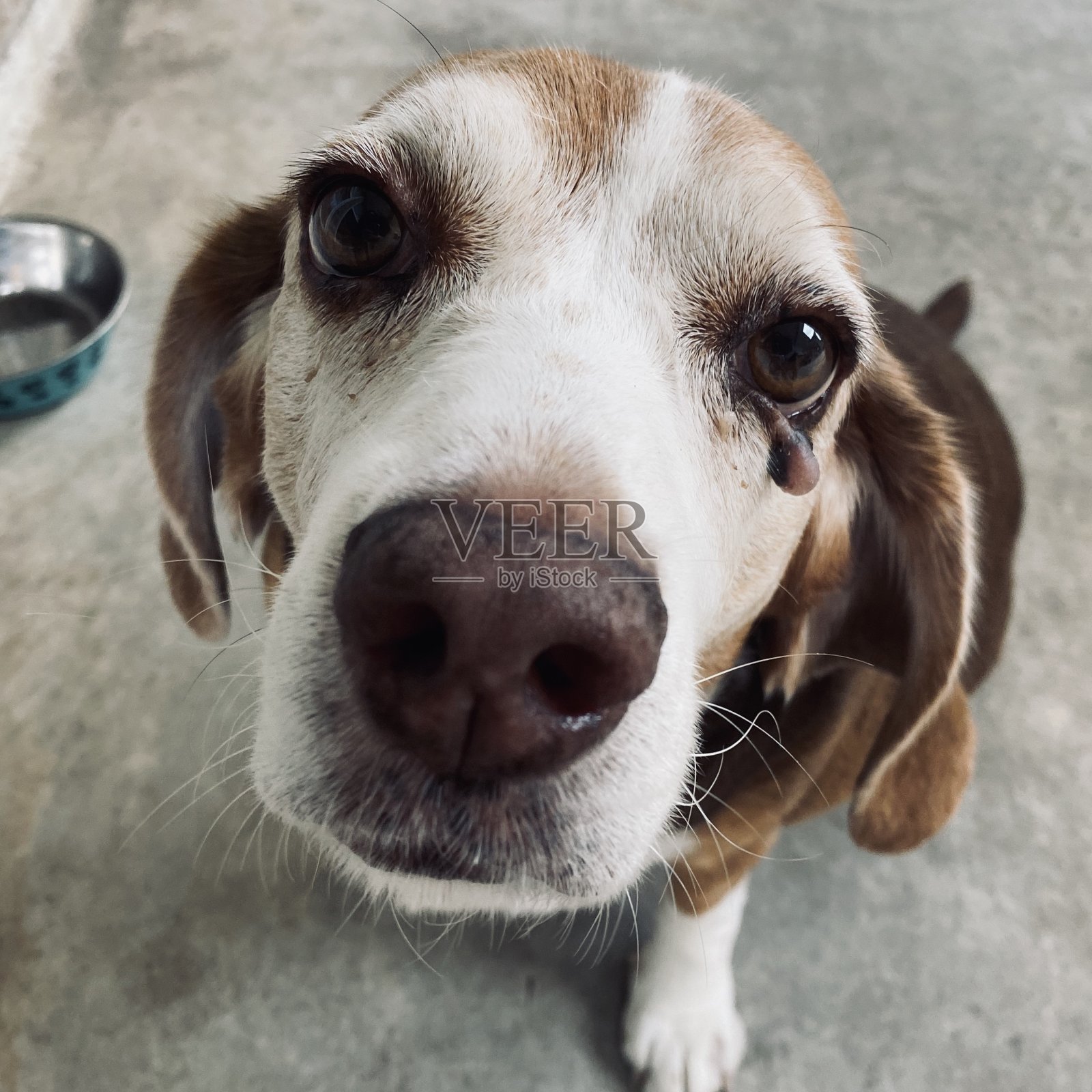 古老的小猎犬照片摄影图片