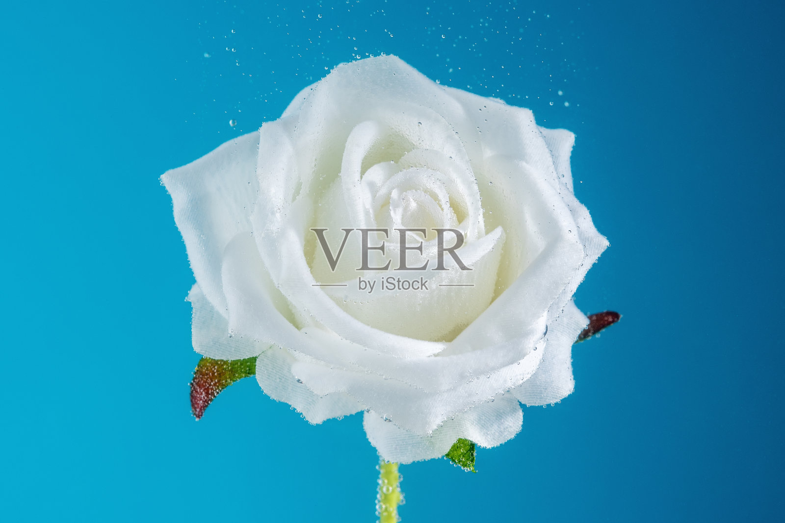 玫瑰花在苏打水与泡沫的观点。夏天的概念。照片摄影图片