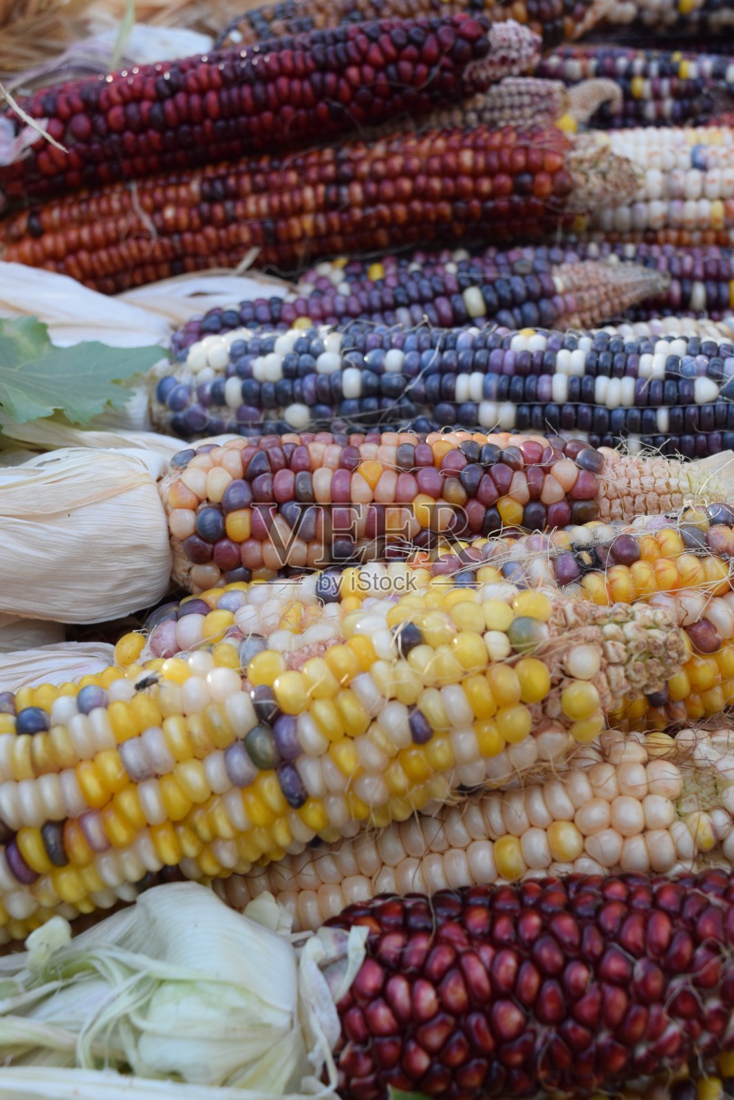 玉米近距离照片摄影图片