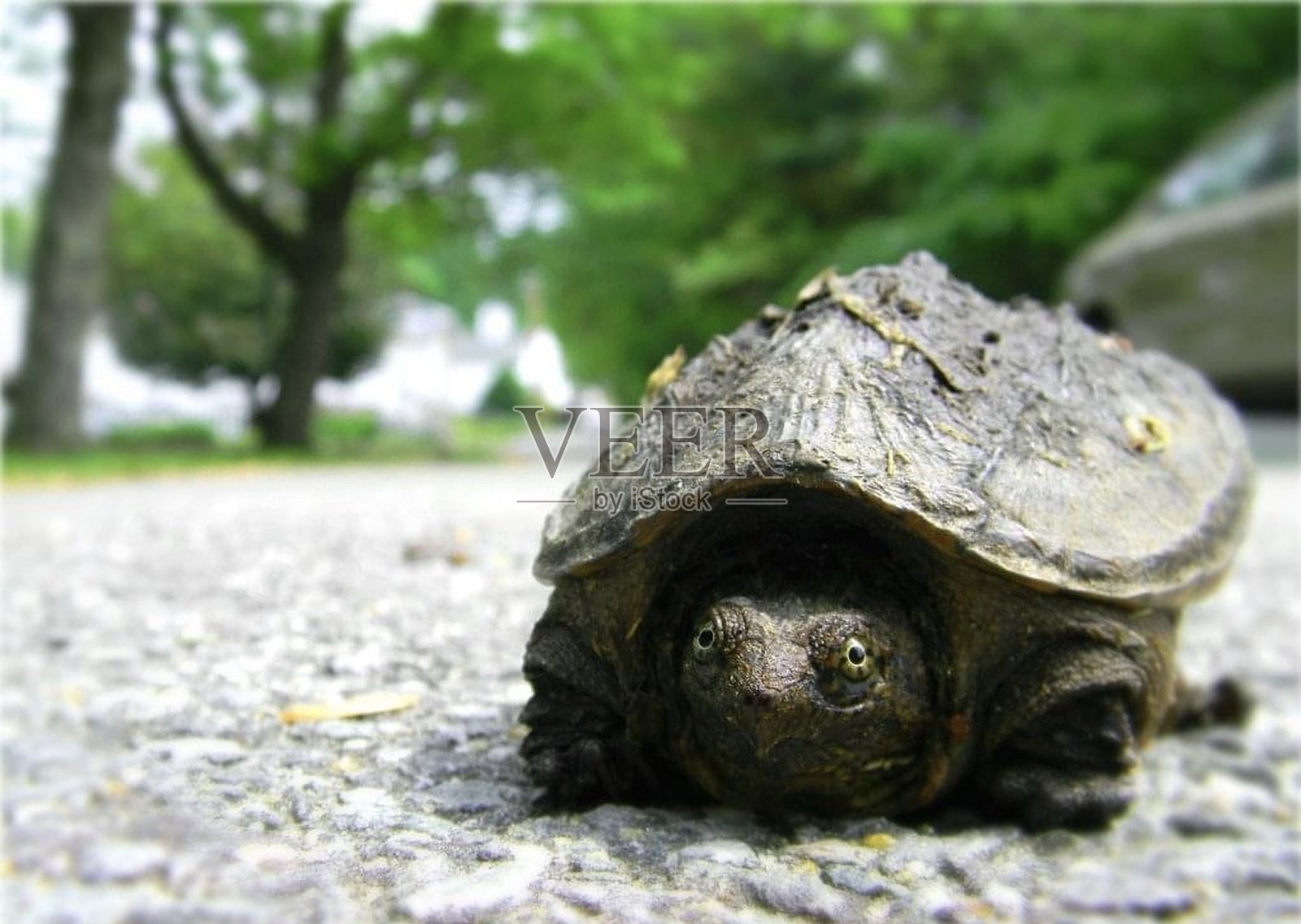 乌龟照片摄影图片