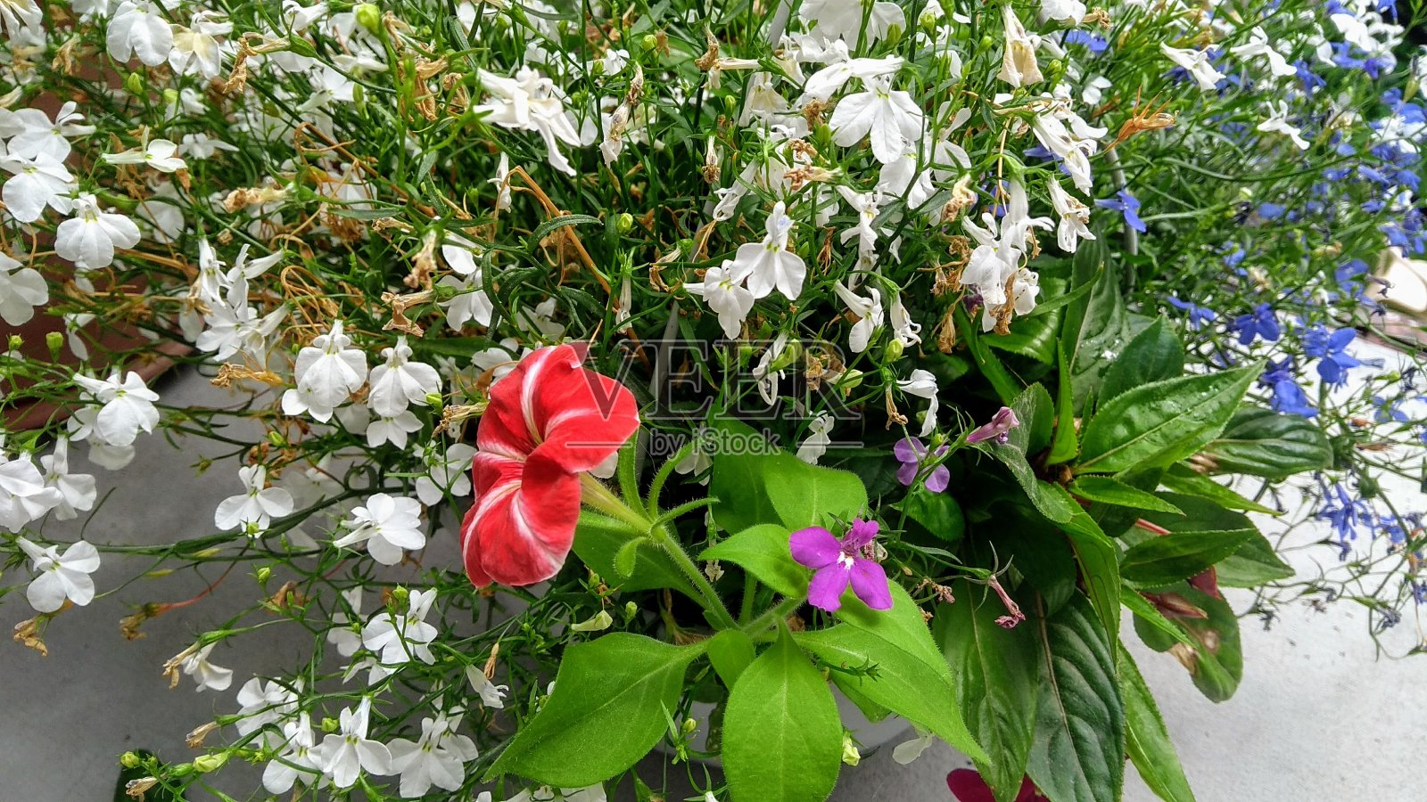 花的花瓣照片摄影图片