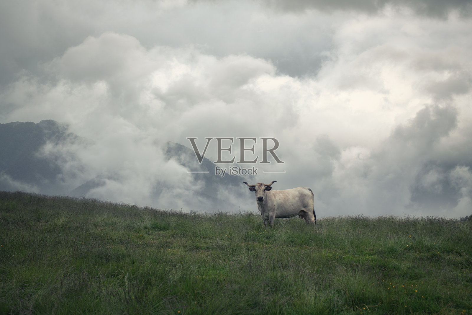 奶牛独自在阴天的山上牧场上照片摄影图片