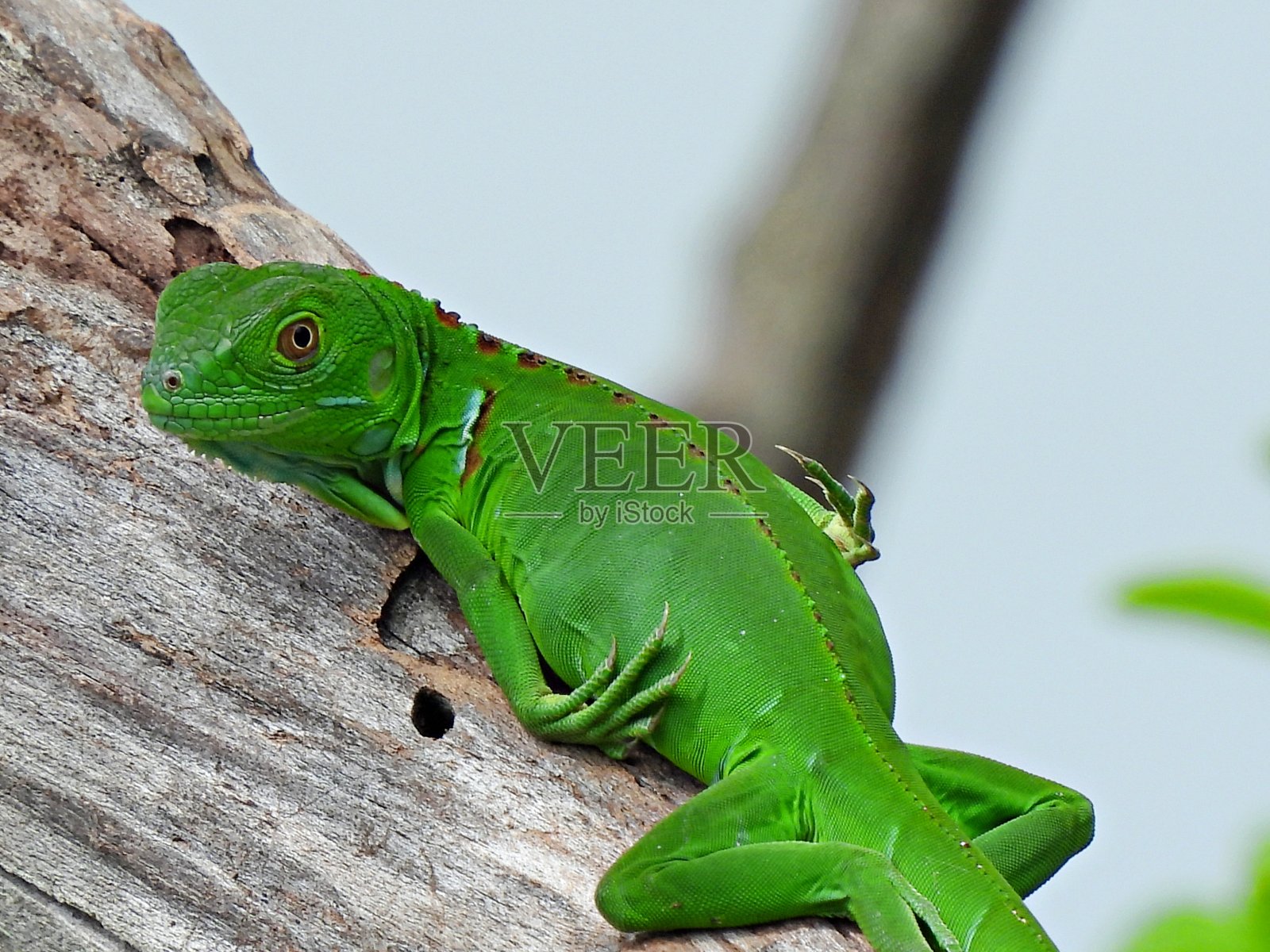 绿鬣蜥(鬣蜥)幼崽在树上休息照片摄影图片