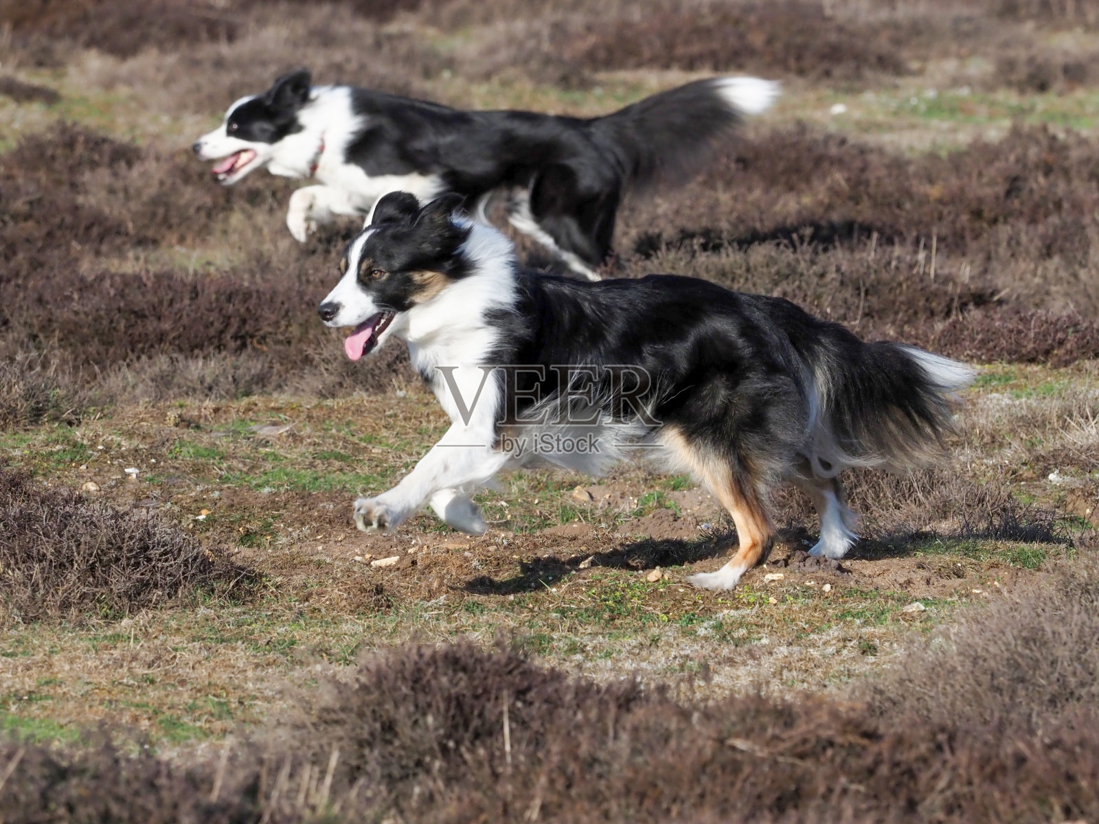 两个牧羊狗狗照片摄影图片