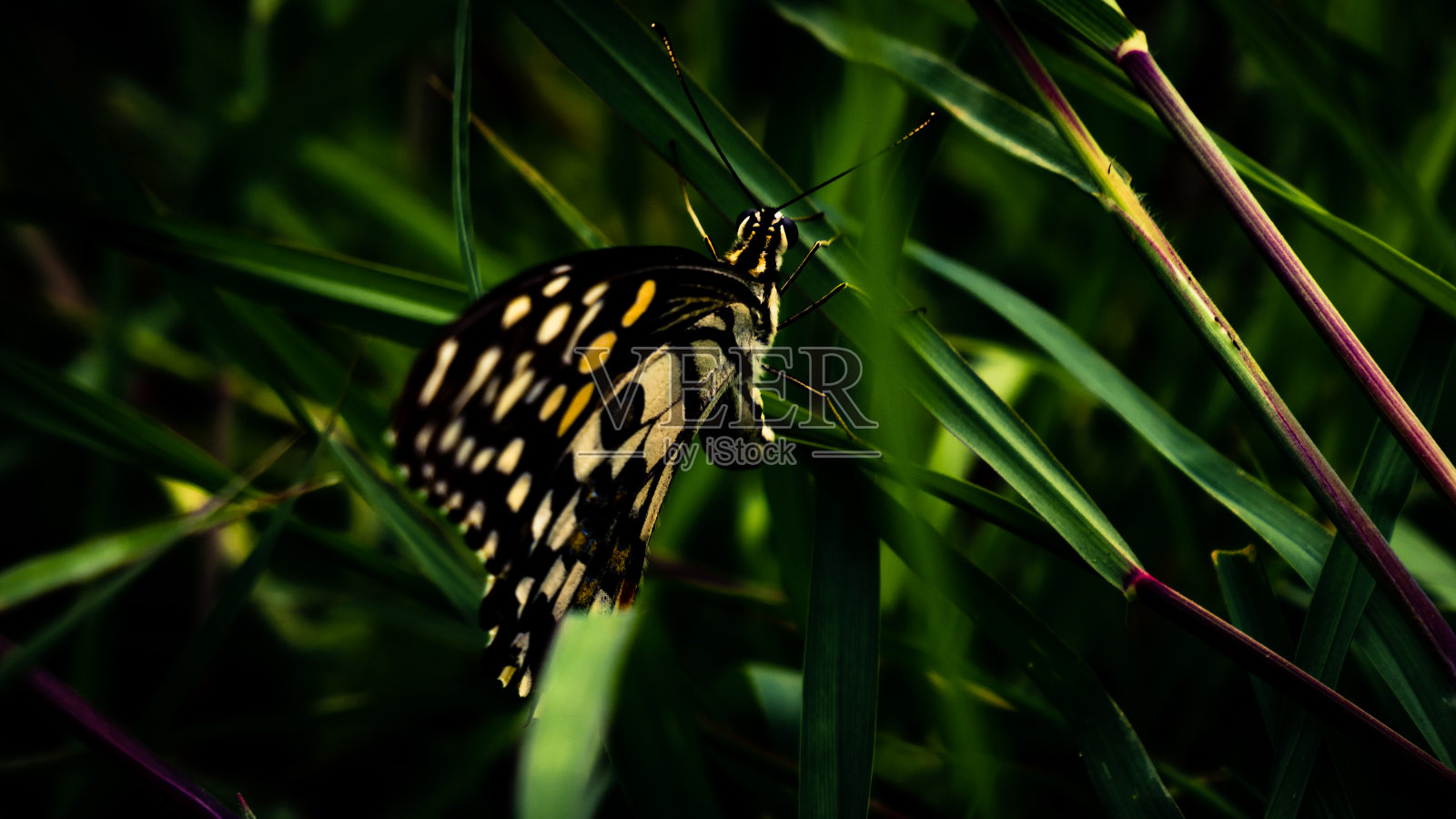 蝴蝶壁纸照片摄影图片