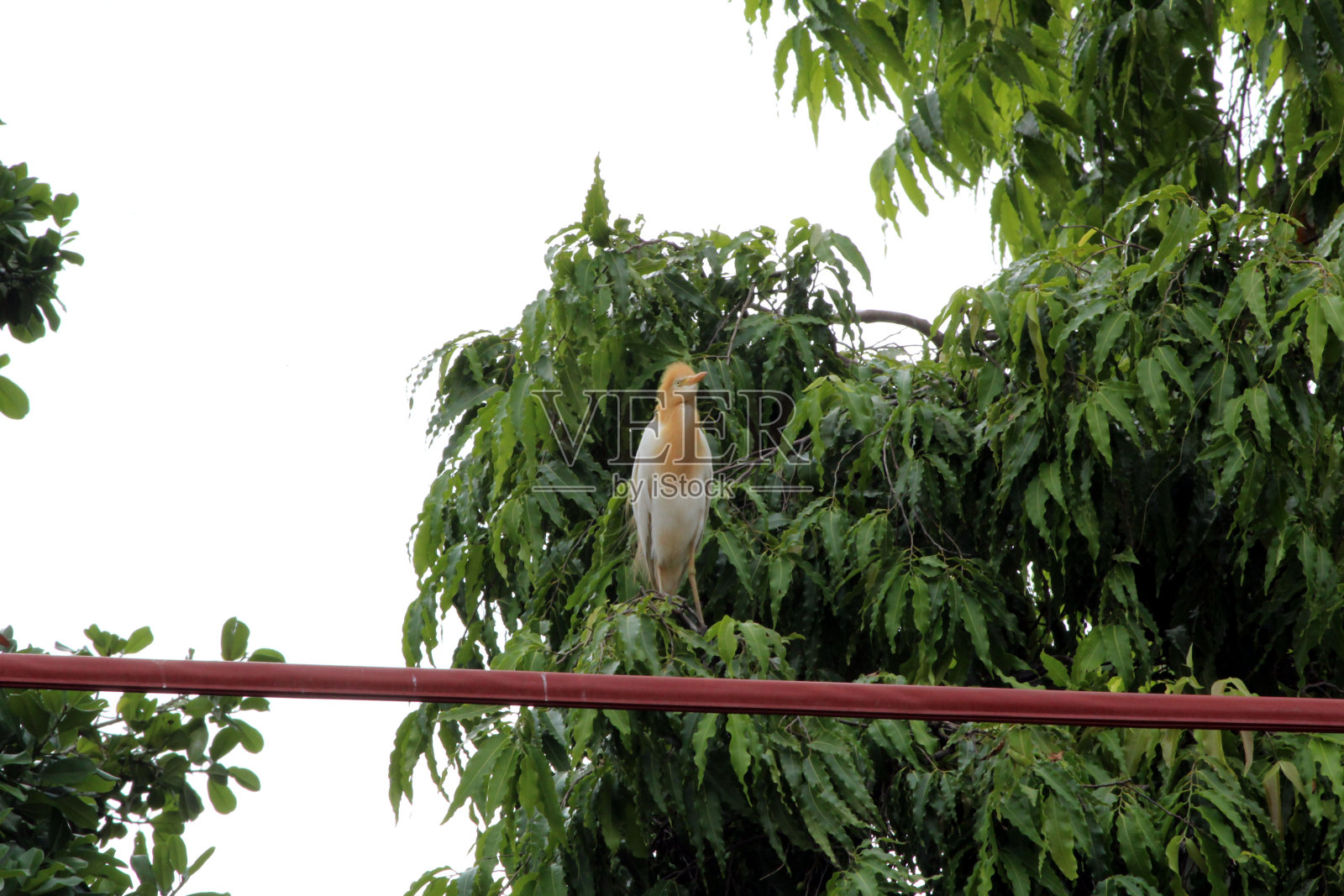 一些鸟坐在树上照片摄影图片