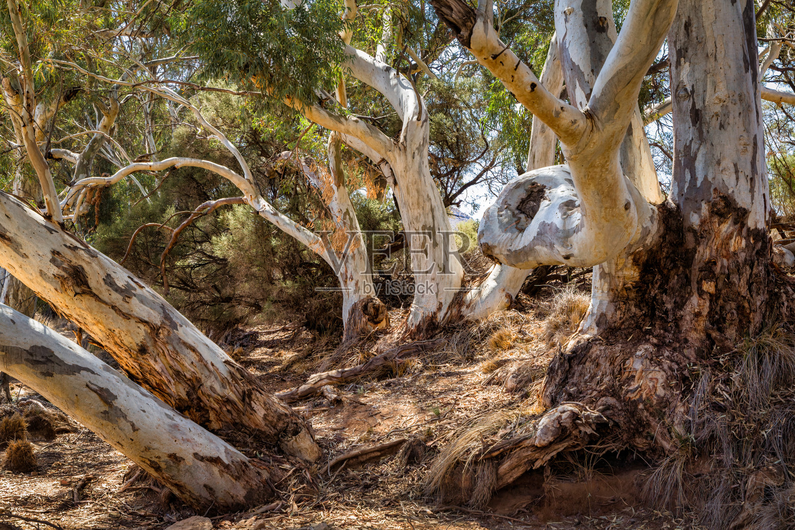 澳大利亚南部弗林德斯山脉国家公园的红色口香糖照片摄影图片